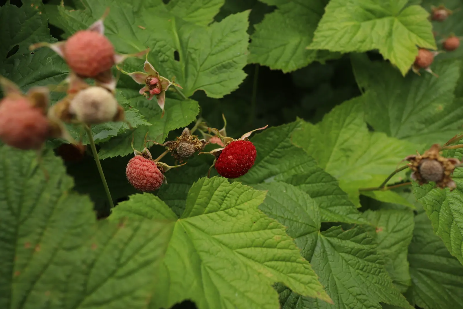Western Thimbleberry (Rubus Parviflorus) — Western Thimbleberry (Rubus parviflorus) is a deciduous shrub native to North America; velvety leaves, image 100
