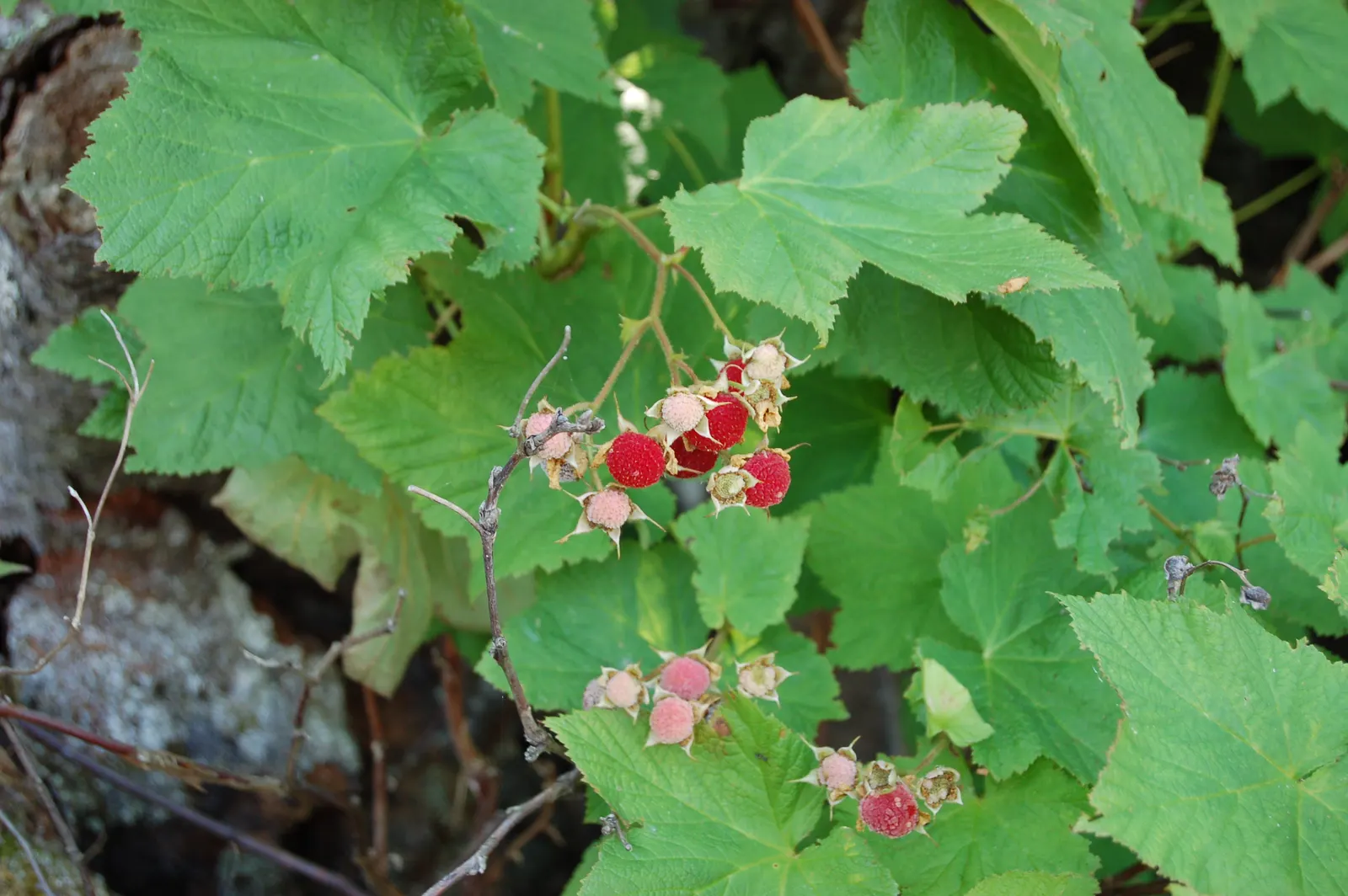 Western Thimbleberry (Rubus Parviflorus) — velvety leaves and delicate white blossoms up to 2 inches across in spring; well-drained soils and can, image 70
