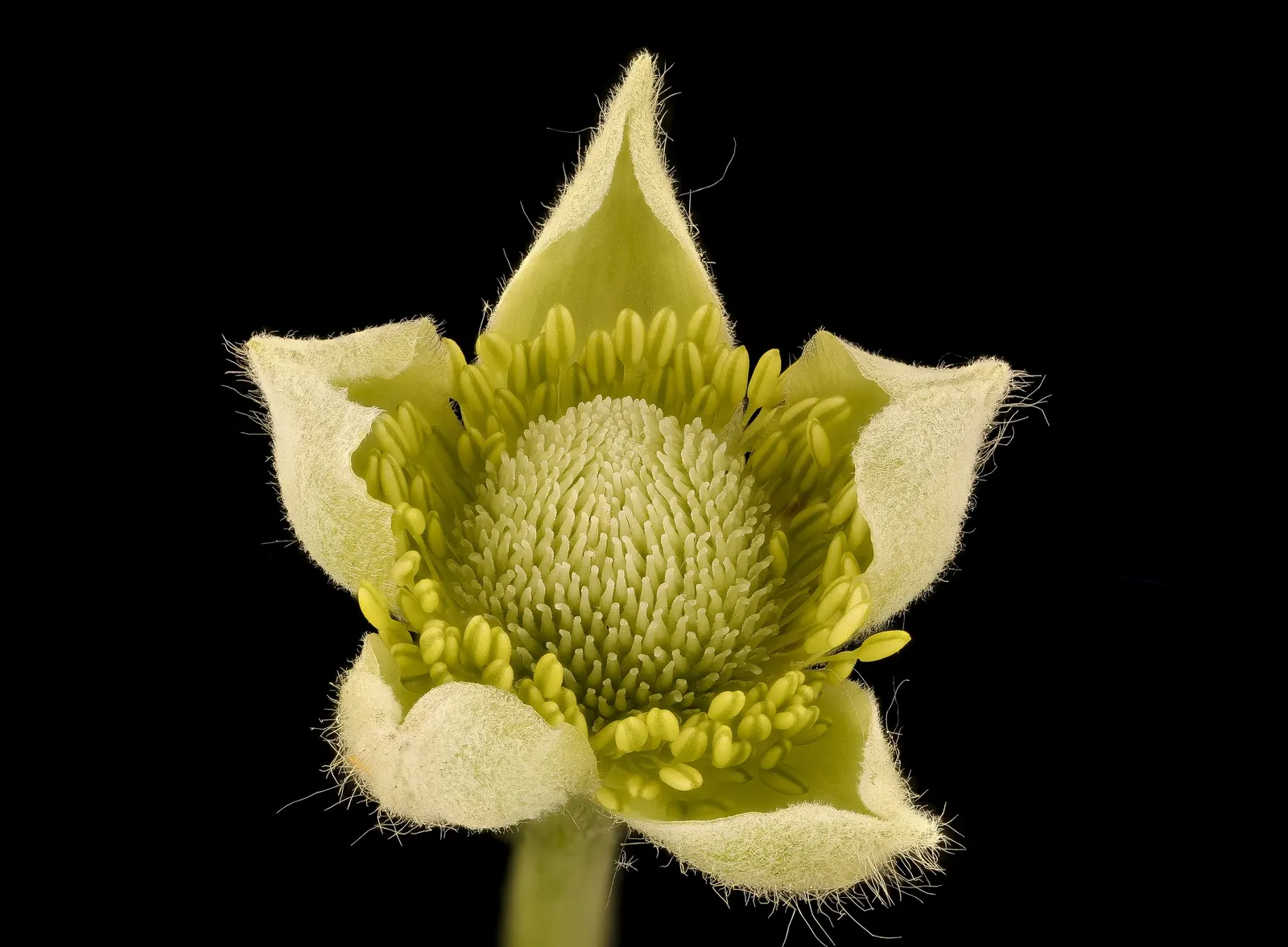 Western Thimbleberry (Rubus Parviflorus) — making it well-suited for use as an understory plant or in informal hedges.<br><br>Its broad; pruning in, image 80