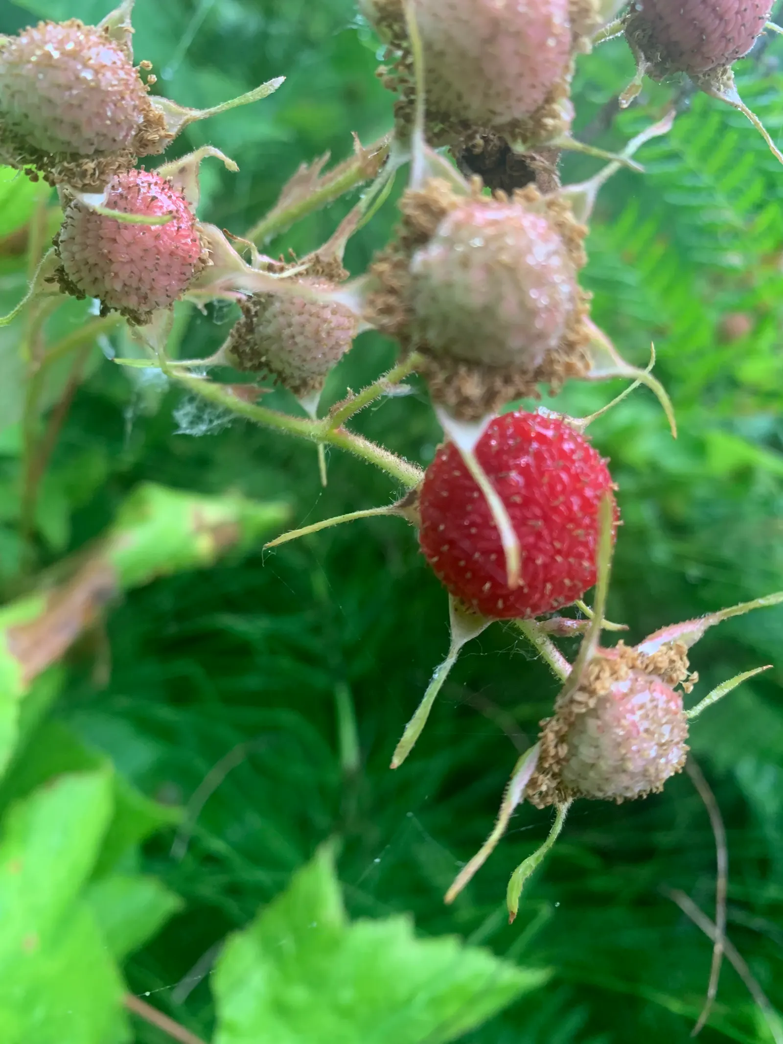 Western Thimbleberry (Rubus Parviflorus) — celebrated for its attractive foliage and delicious fruits; including bees and butterflies, image 75