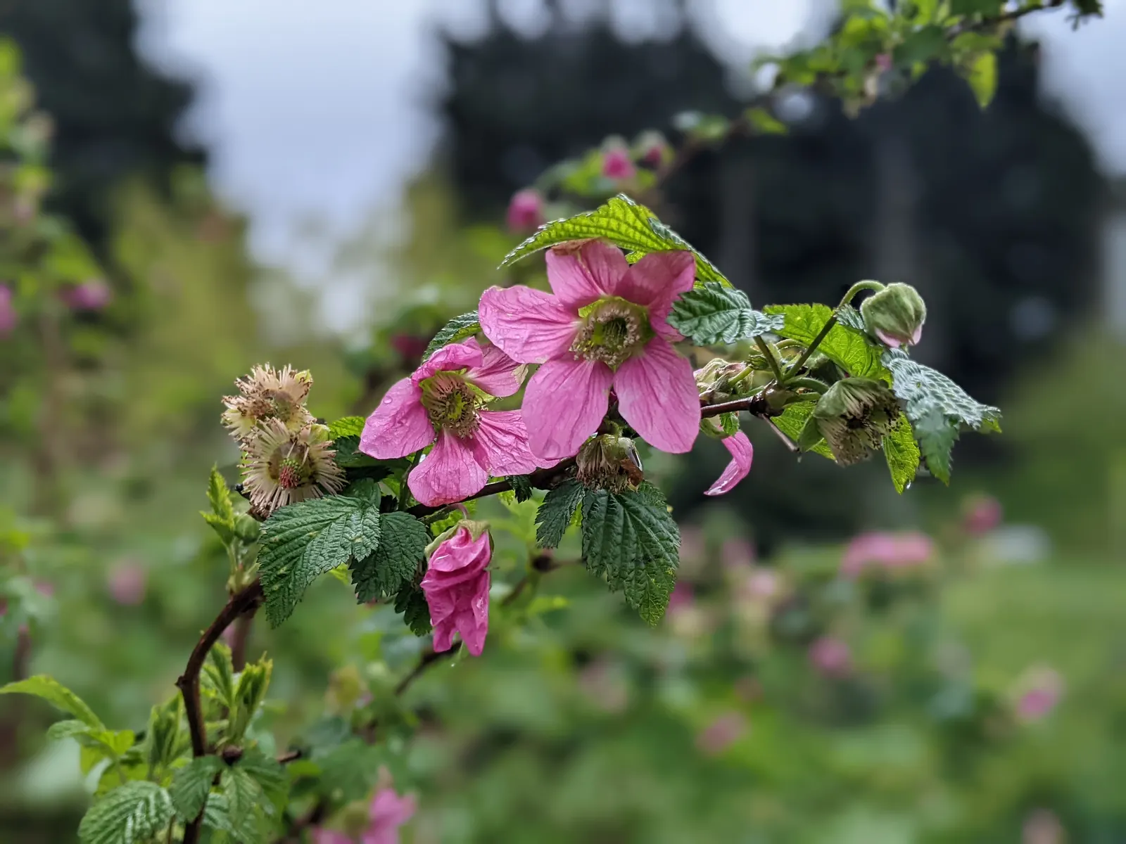 Western Thimbleberry (Rubus Parviflorus) — white flowers in the garden