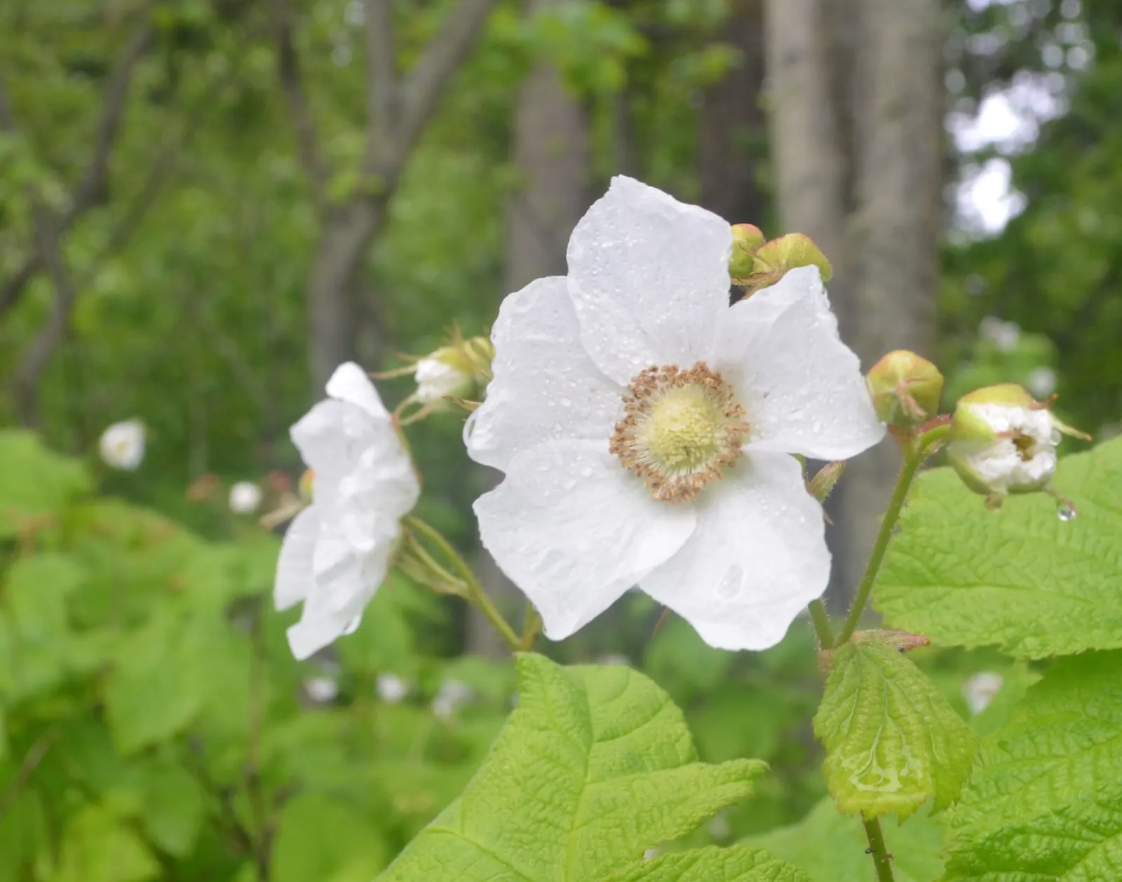 Western Thimbleberry (Rubus Parviflorus) — celebrated for its attractive foliage and delicious fruits; including bees and butterflies