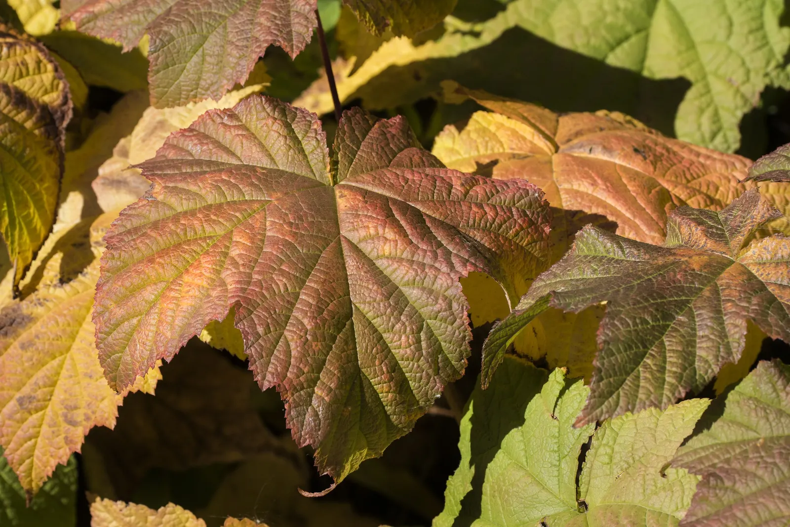 Western Thimbleberry (Rubus Parviflorus) — are soft and velvety to the touch and create a lush; this versatile shrub flourishes in USDA hardiness zones 4