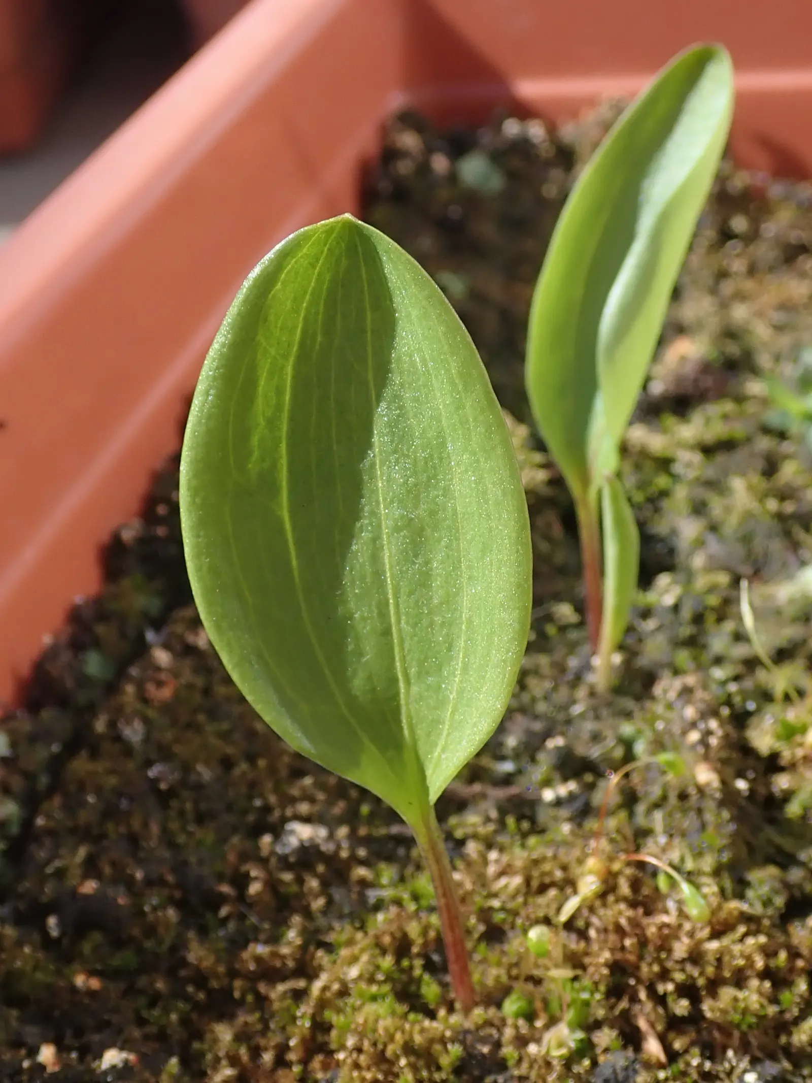 Turkcap Lily (Lilium Martagon) — The plant reaches 4 to 6 feet tall and blooms in early to mid-summer, attracting pollinators; which are attractive, image 78