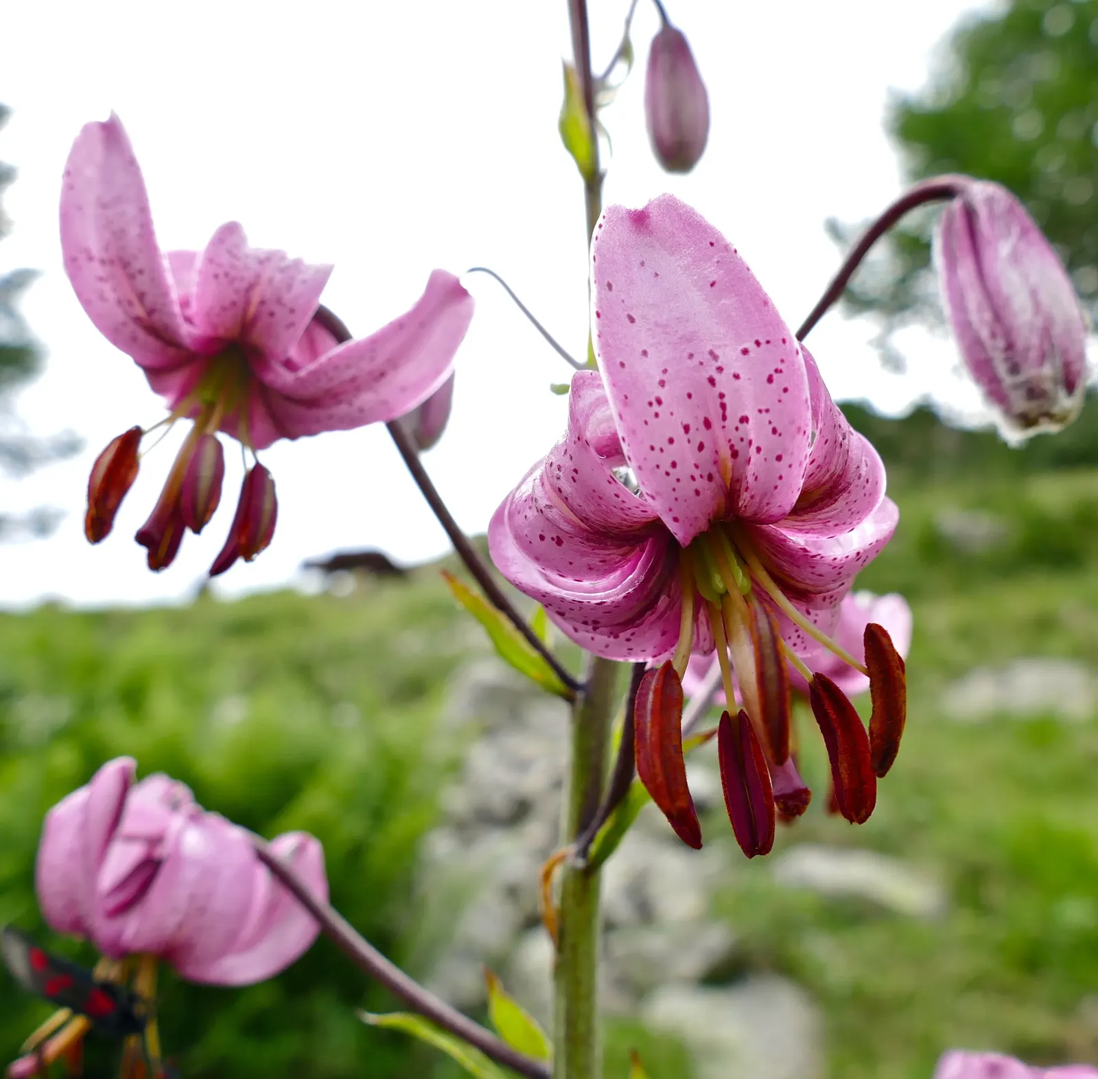 Turkcap Lily (Lilium Martagon) — Prefers well-drained soil with a pH around 6.5; bulb for full or half, image 79