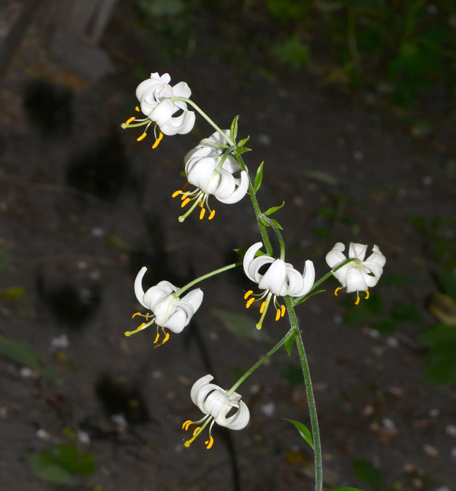 Turkcap Lily (Lilium Martagon) — Its unique, recurved petals in pink-purple hues, speckled with dark spots, resemble a Turkish cap; the plant favors, image 77