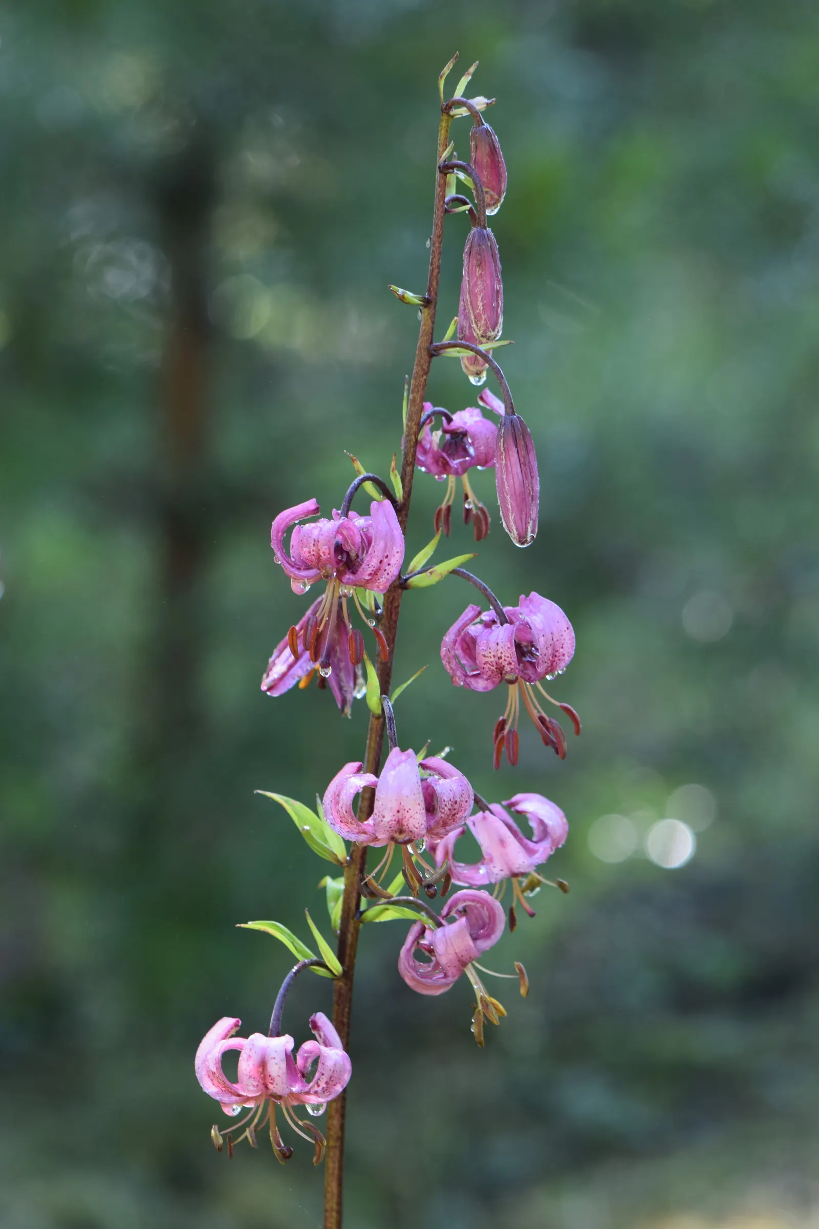 Turkcap Lily (Lilium Martagon) — with a spread of about 1 foot; the plant reaches 4 to 6 feet tall and blooms in early to mid-summer, attracting pollinators