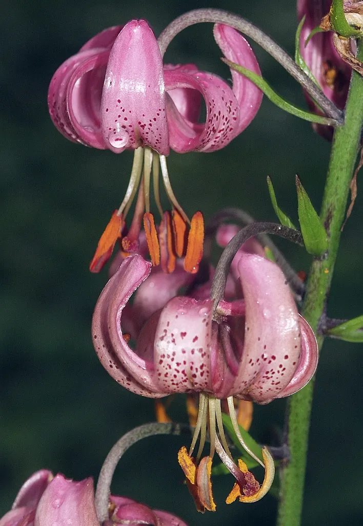 Turkcap Lily (Lilium Martagon) — bulb with pink and red and white blooms