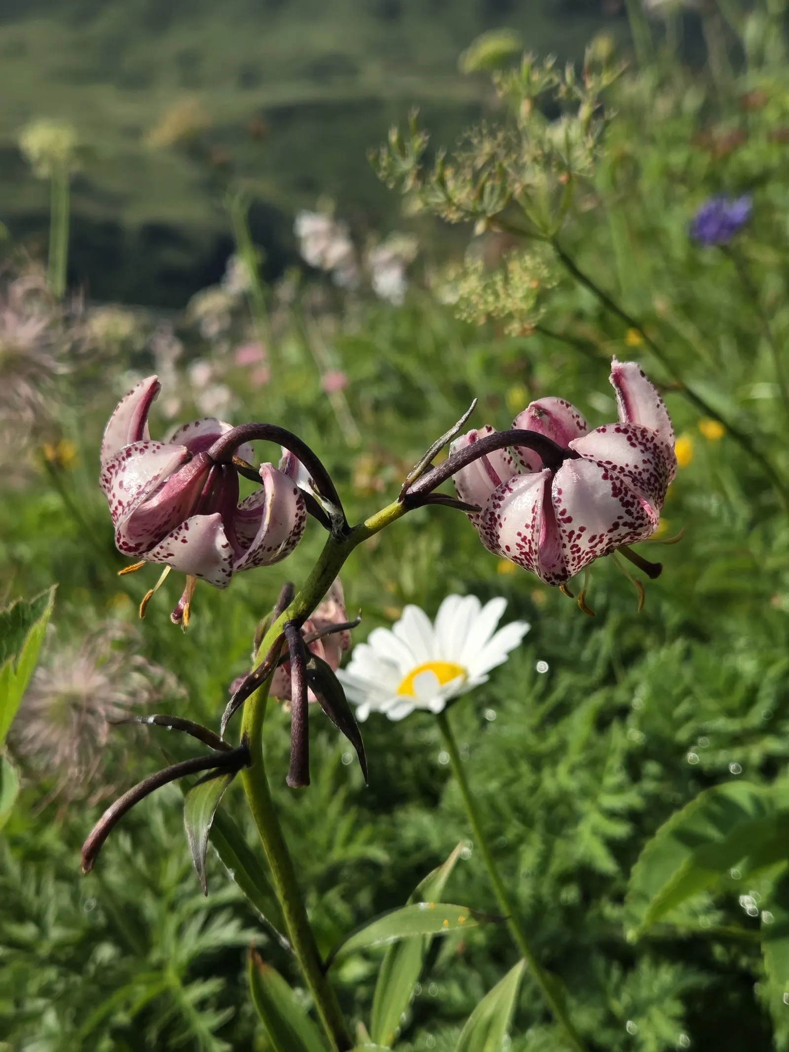 Turkcap Lily (Lilium Martagon) — blending seamlessly into a diverse plant palette