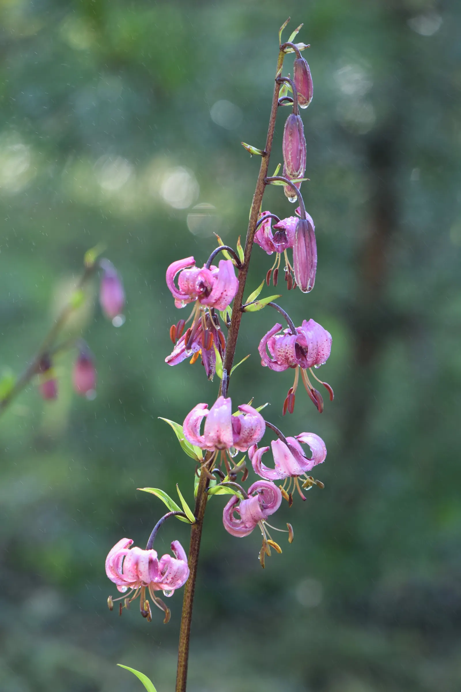 Turkcap Lily (Lilium Martagon) — consideration should be given to its location; space bulbs 8 to 12 inches apart for optimal growth and visual impact