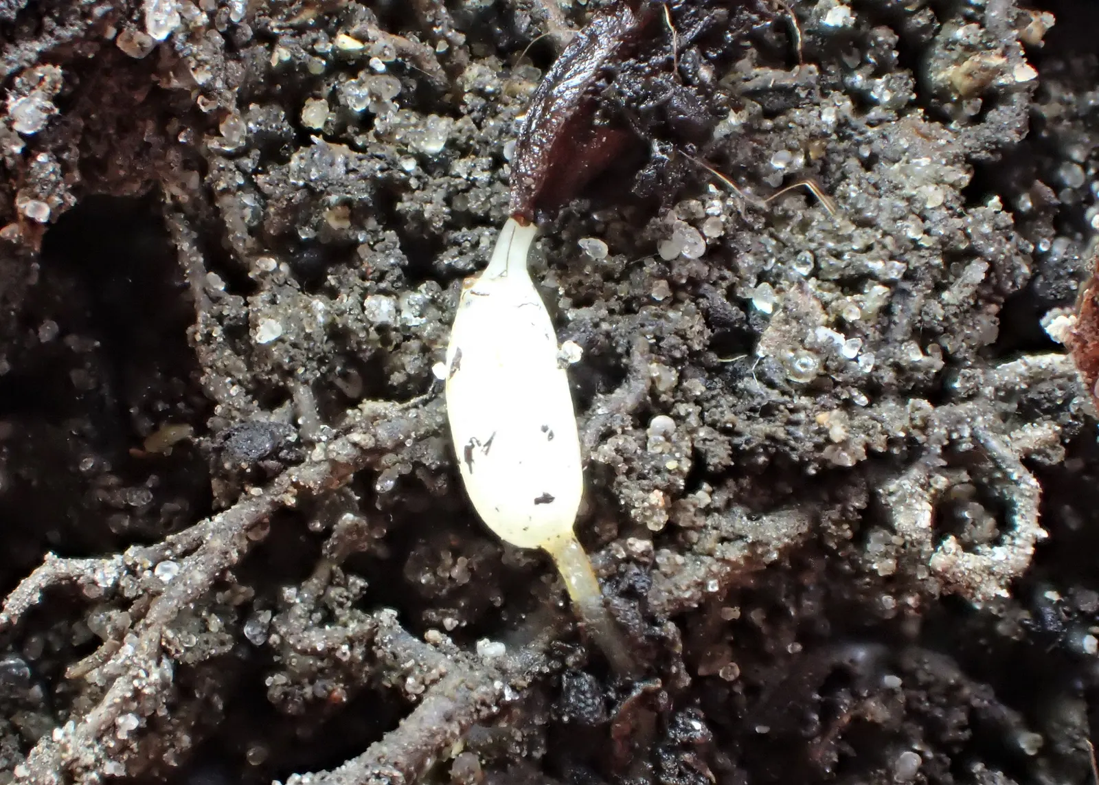 Turkcap Lily (Lilium Martagon) — Prefers well-drained soil with a pH around 6.5; bulb for full or half, image 54