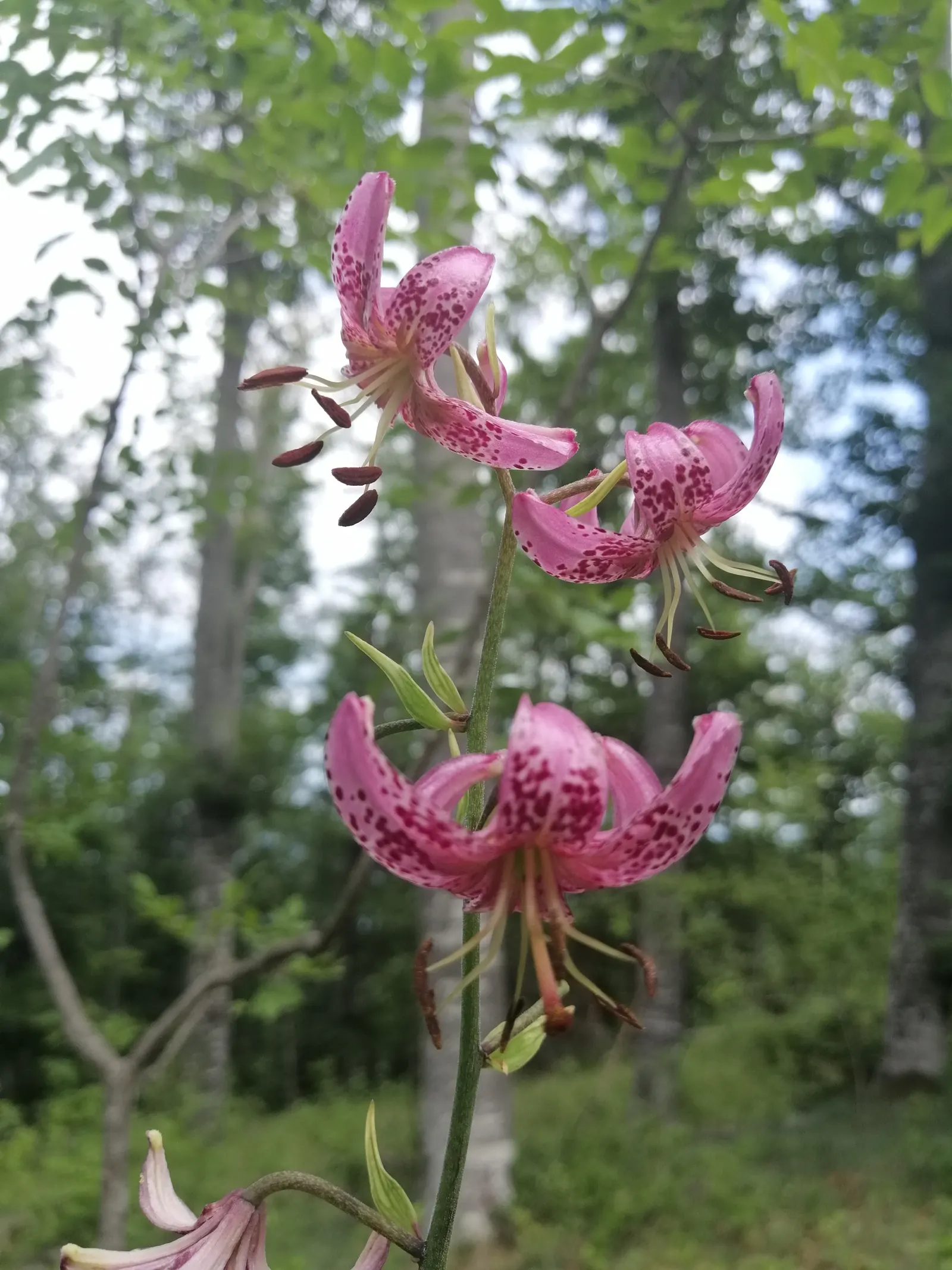 Turkcap Lily (Lilium Martagon) — The plant favors well-drained; bulb with pink and red and white blooms, image 61