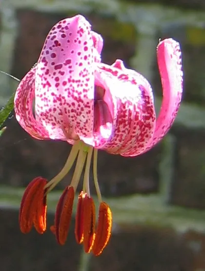 Turkcap Lily (Lilium Martagon) — Space bulbs 8 to 12 inches apart for optimal growth and visual impact; is notable for its reflexed