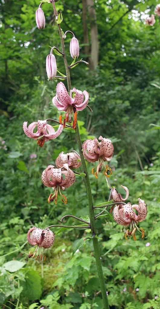 Turkcap Lily (Lilium Martagon) — bulb with pink and red and white blooms; each stem can bear numerous downward-facing flowers