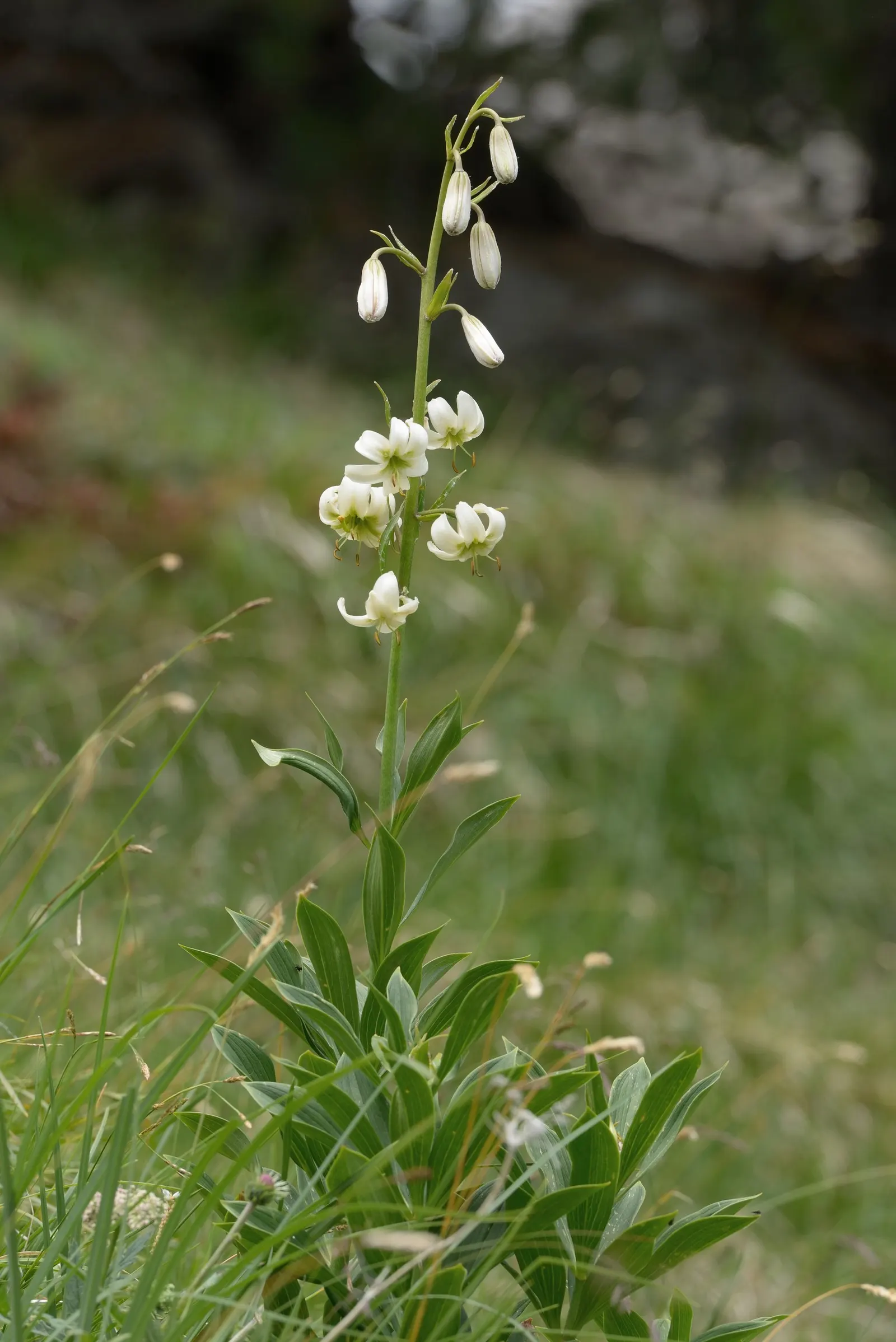 Turkcap Lily (Lilium Martagon) — with a spread of about 1 foot; the plant reaches 4 to 6 feet tall and blooms in early to mid-summer, attracting, image 83