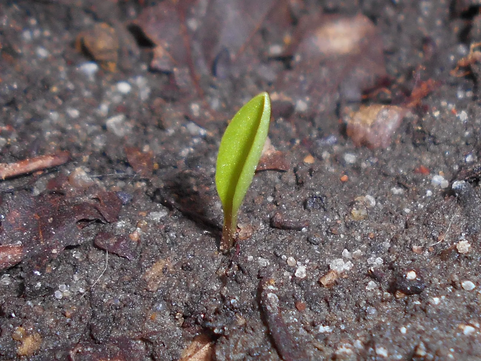 Turkcap Lily (Lilium Martagon) — as it does not tolerate transplanting well; slightly acidic to neutral soil, image 95