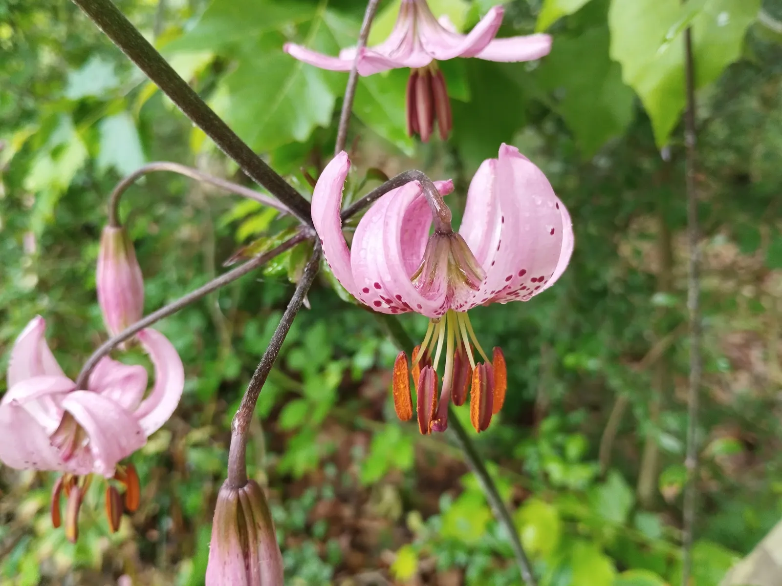 Turkcap Lily (Lilium Martagon) — rich in organic material.<br><br>The blooms - speckled and arrayed in shades of pink