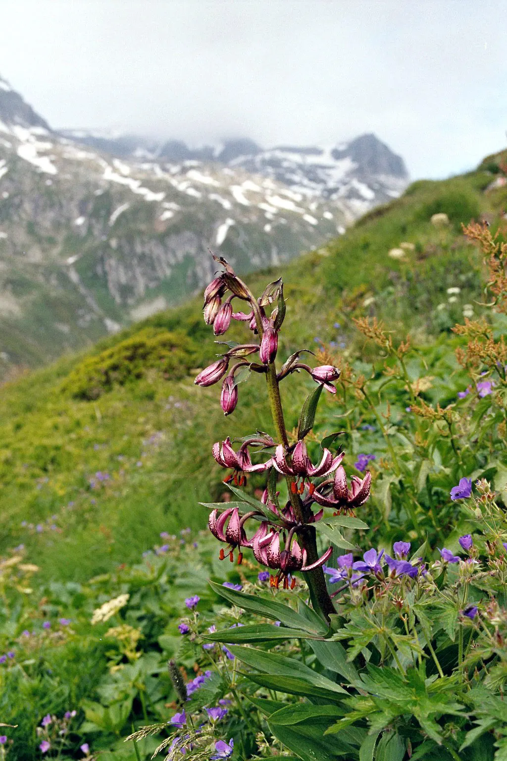 Turkcap Lily (Lilium Martagon) — consideration should be given to its location