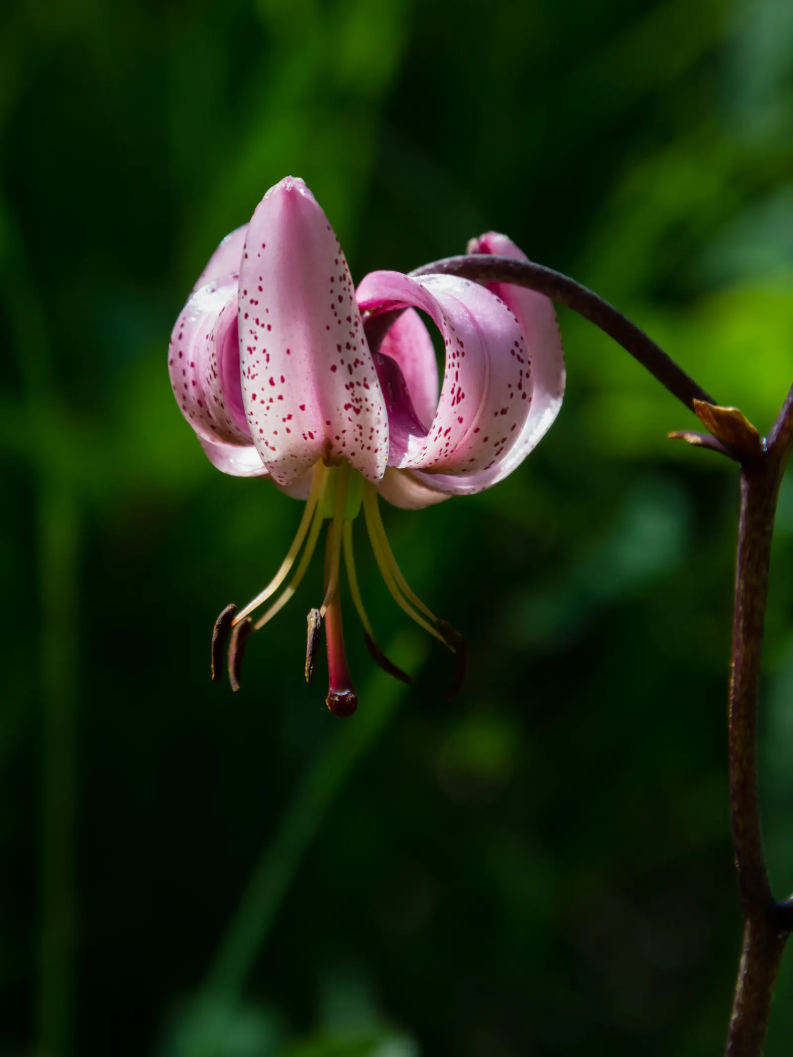 Turkcap Lily (Lilium Martagon) — rich in organic material.<br><br>The blooms - speckled and arrayed in shades of pink, image 63