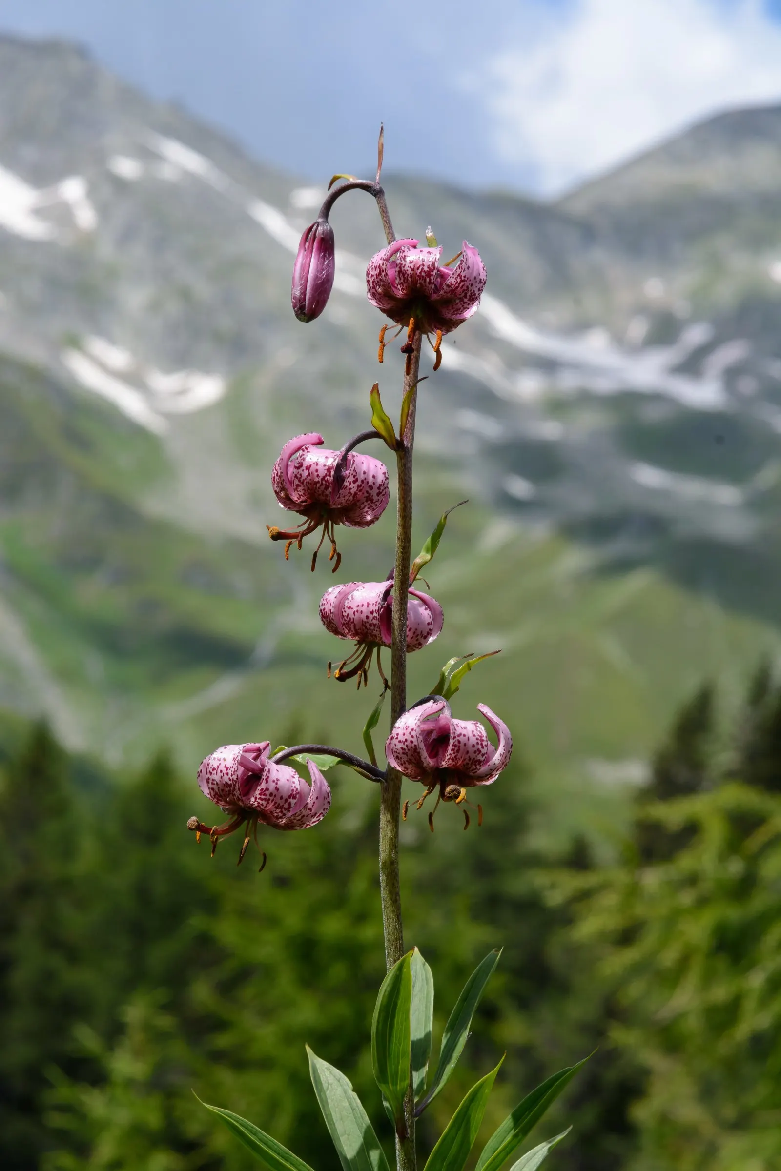 Turkcap Lily (Lilium Martagon) — Space bulbs 8 to 12 inches apart for optimal growth and visual impact