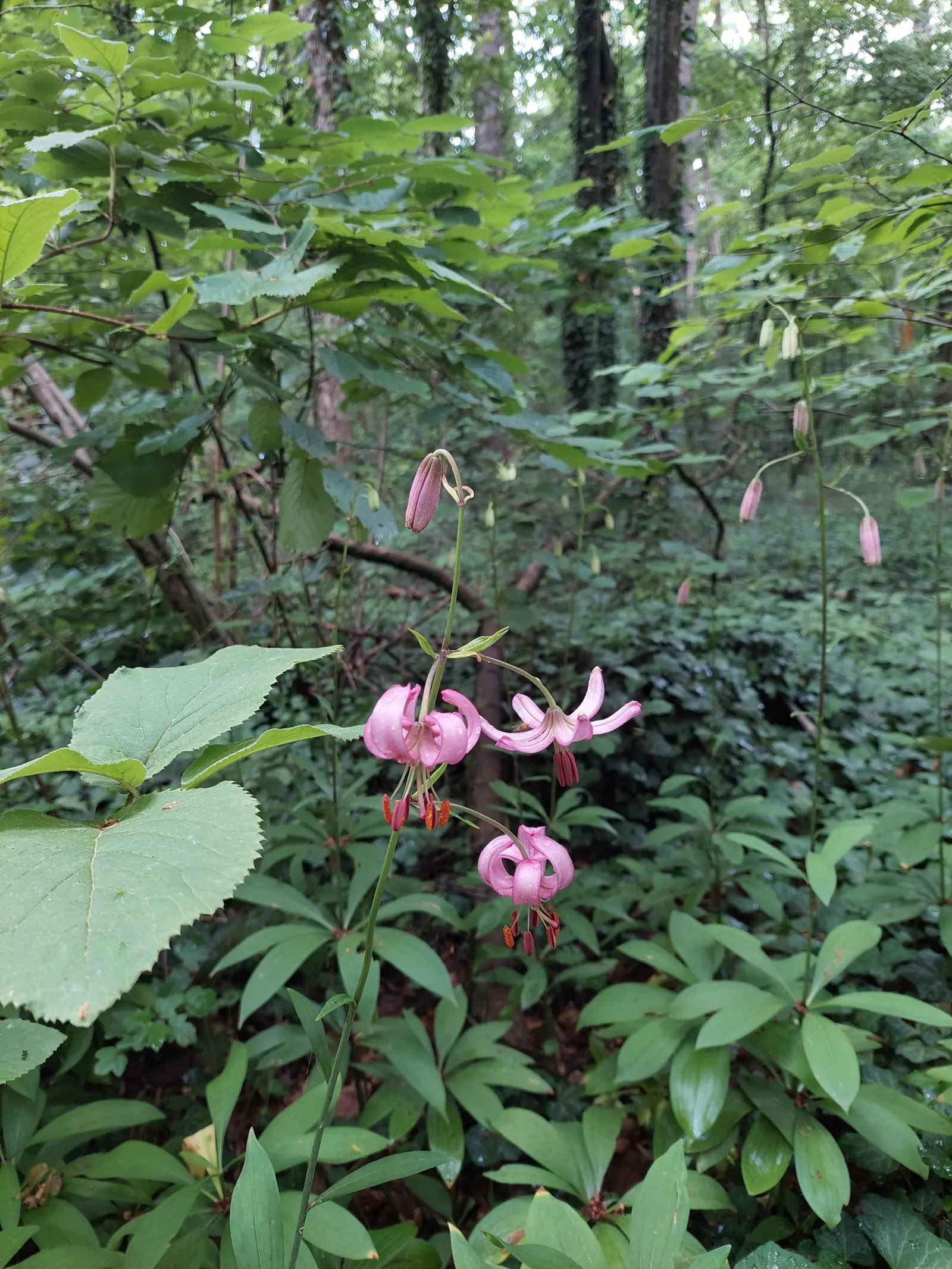 Turkcap Lily (Lilium Martagon) — bulb for full or half; blending seamlessly into a diverse plant palette