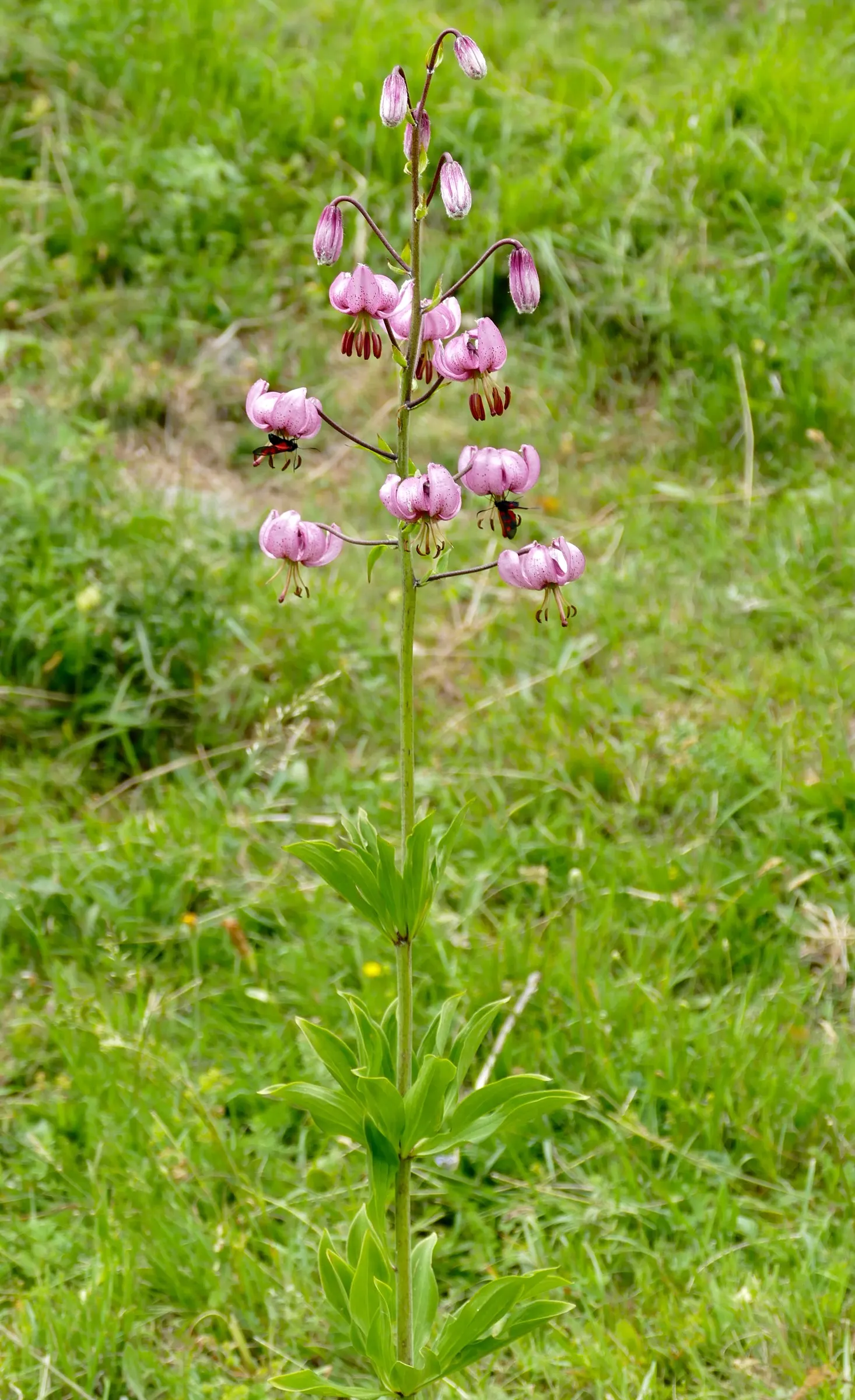 Turkcap Lily (Lilium Martagon) — the Turk's Cap Lily is well-suited to borders and woodland garden settings; it thrives in USDA hardiness zones 3, image 84