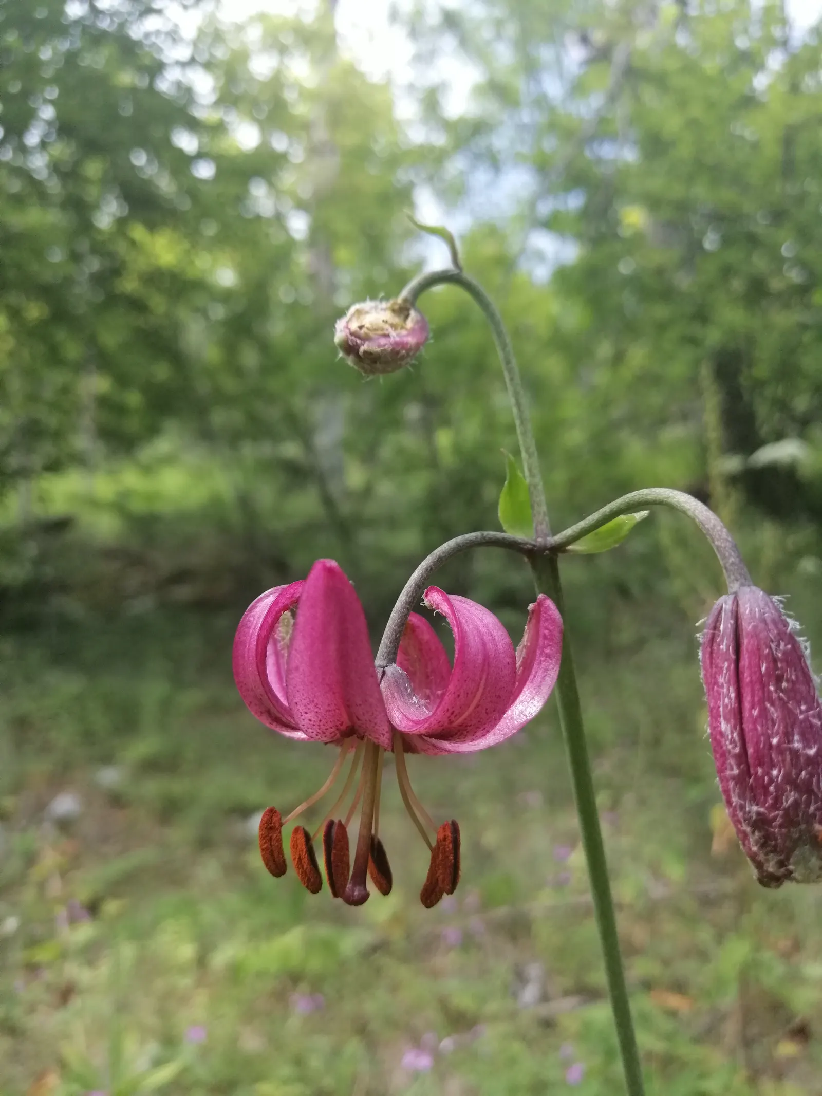 Turkcap Lily (Lilium Martagon) — bulb with pink and red and white blooms; each stem can bear numerous downward-facing flowers, image 74