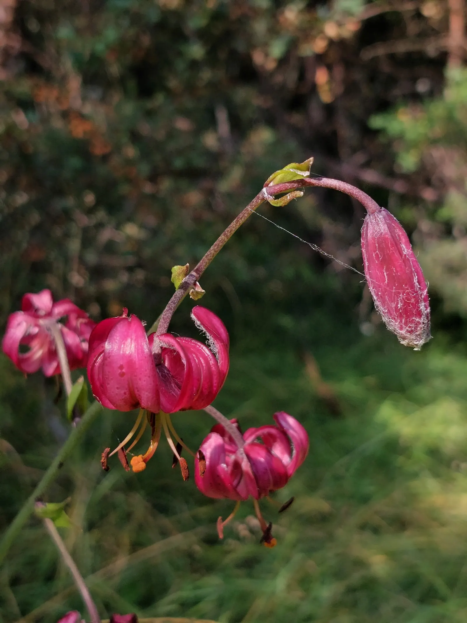 Turkcap Lily (Lilium Martagon) — which are attractive to pollinators like butterflies and bees.<br><br>When planting the Turk's Cap Lily; pink and, image 93