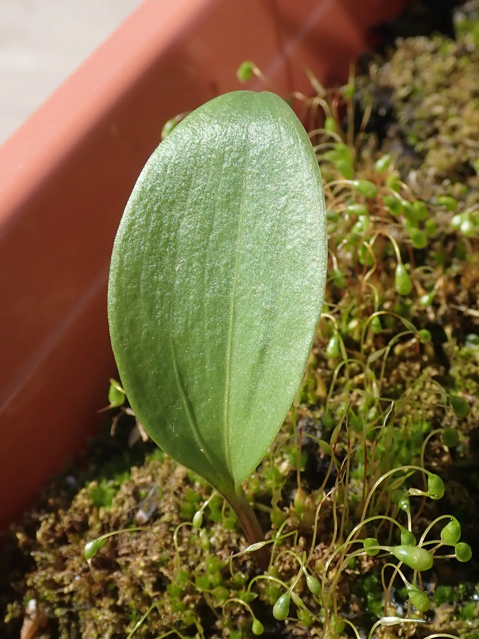 Turkcap Lily (Lilium Martagon) — It thrives in USDA hardiness zones 3 through 9, preferring dappled shade or morning sun with afternoon shade, image 60