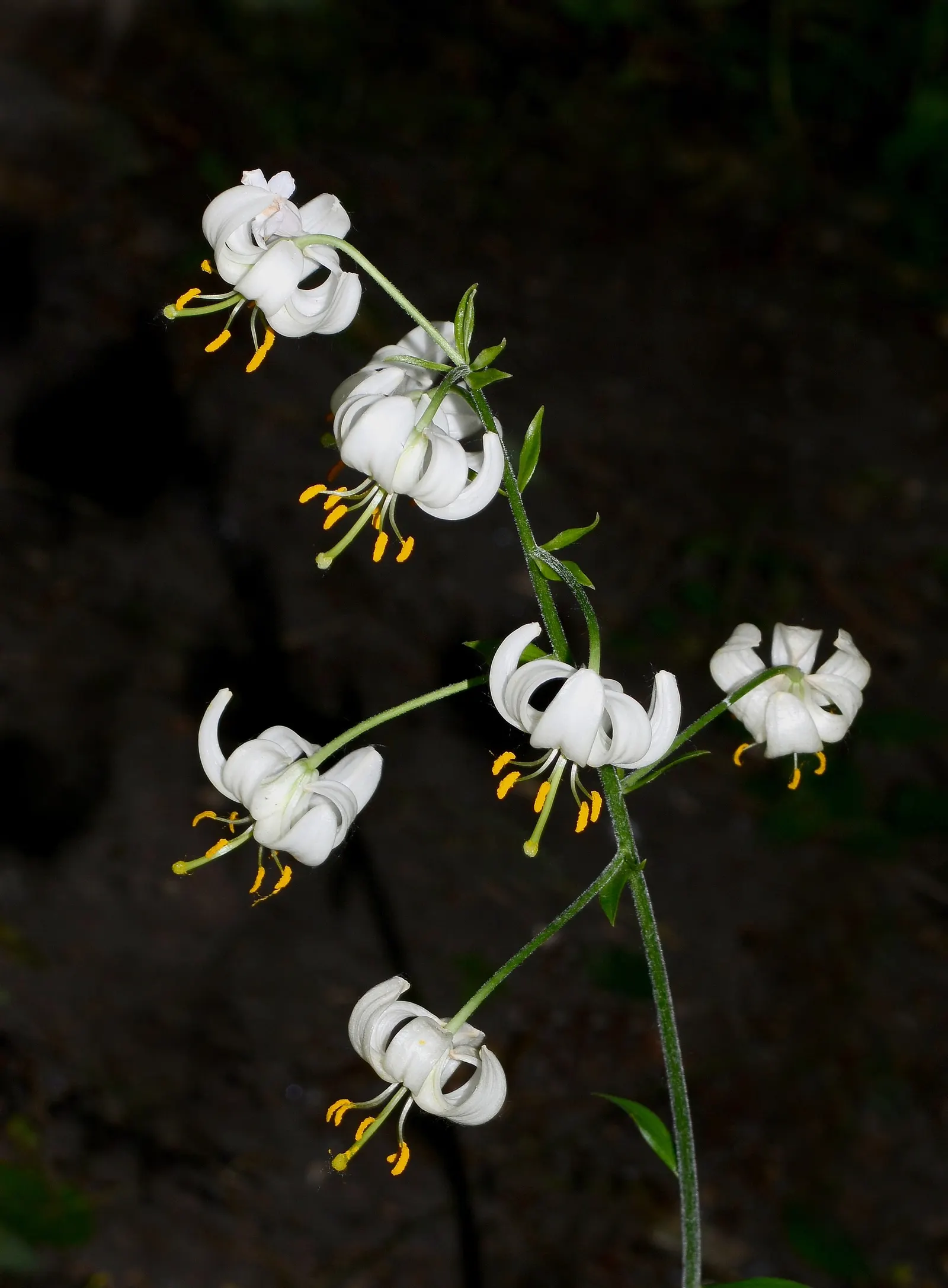 Turkcap Lily (Lilium Martagon) — which are attractive to pollinators like butterflies and bees.<br><br>When planting the Turk's Cap Lily; pink and, image 68