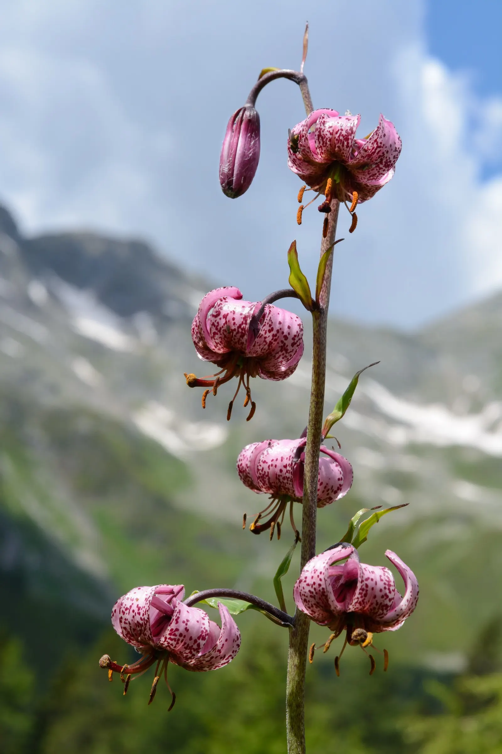 Turkcap Lily (Lilium Martagon) — the Turk's Cap Lily is well-suited to borders and woodland garden settings; it thrives in USDA hardiness zones 3 through 9