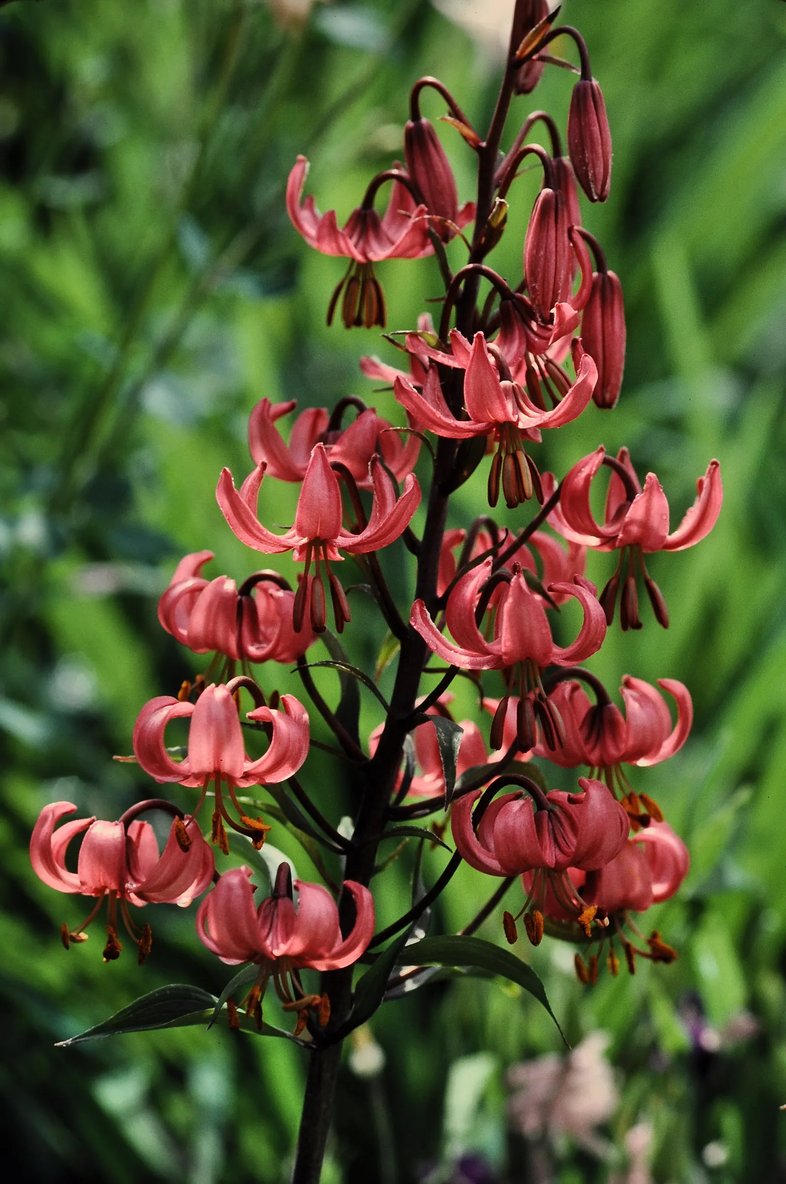 Turkcap Lily (Lilium Martagon) — The plant favors well-drained