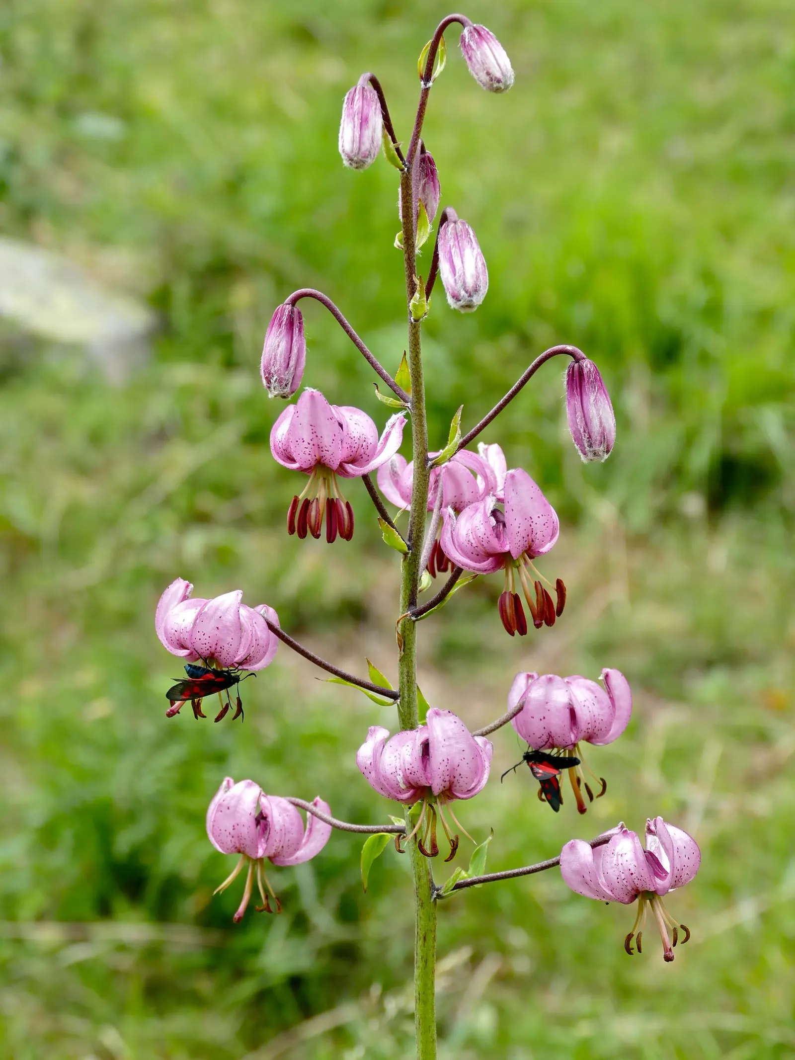 Turkcap Lily (Lilium Martagon) — or yellow - appear from early to mid-summer; as it does not tolerate transplanting well, image 64