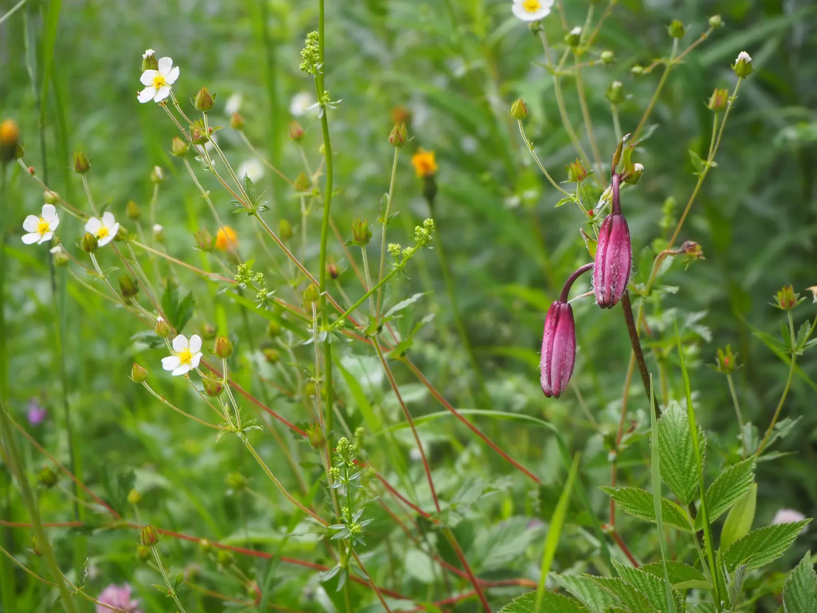 Turkcap Lily (Lilium Martagon) — pink and red and white flowers in the garden; with a spread of about 1 foot, image 98