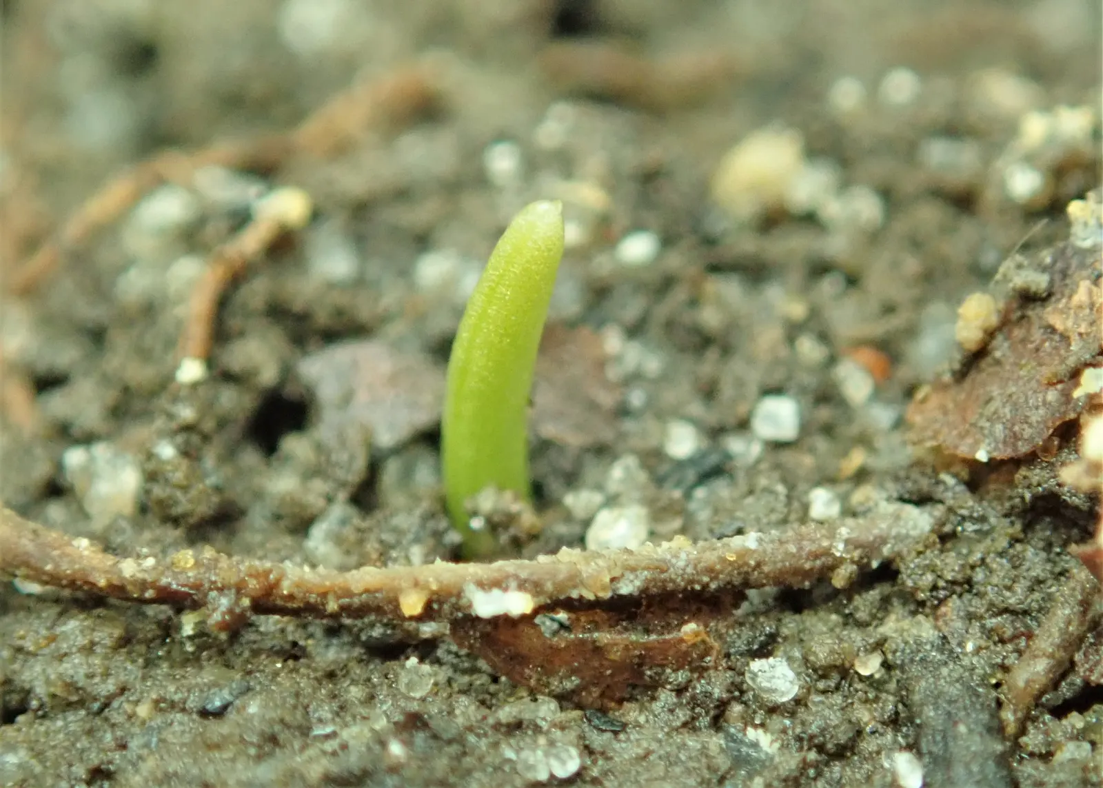 Turkcap Lily (Lilium Martagon) — with recurved petals rolled back towards the stem