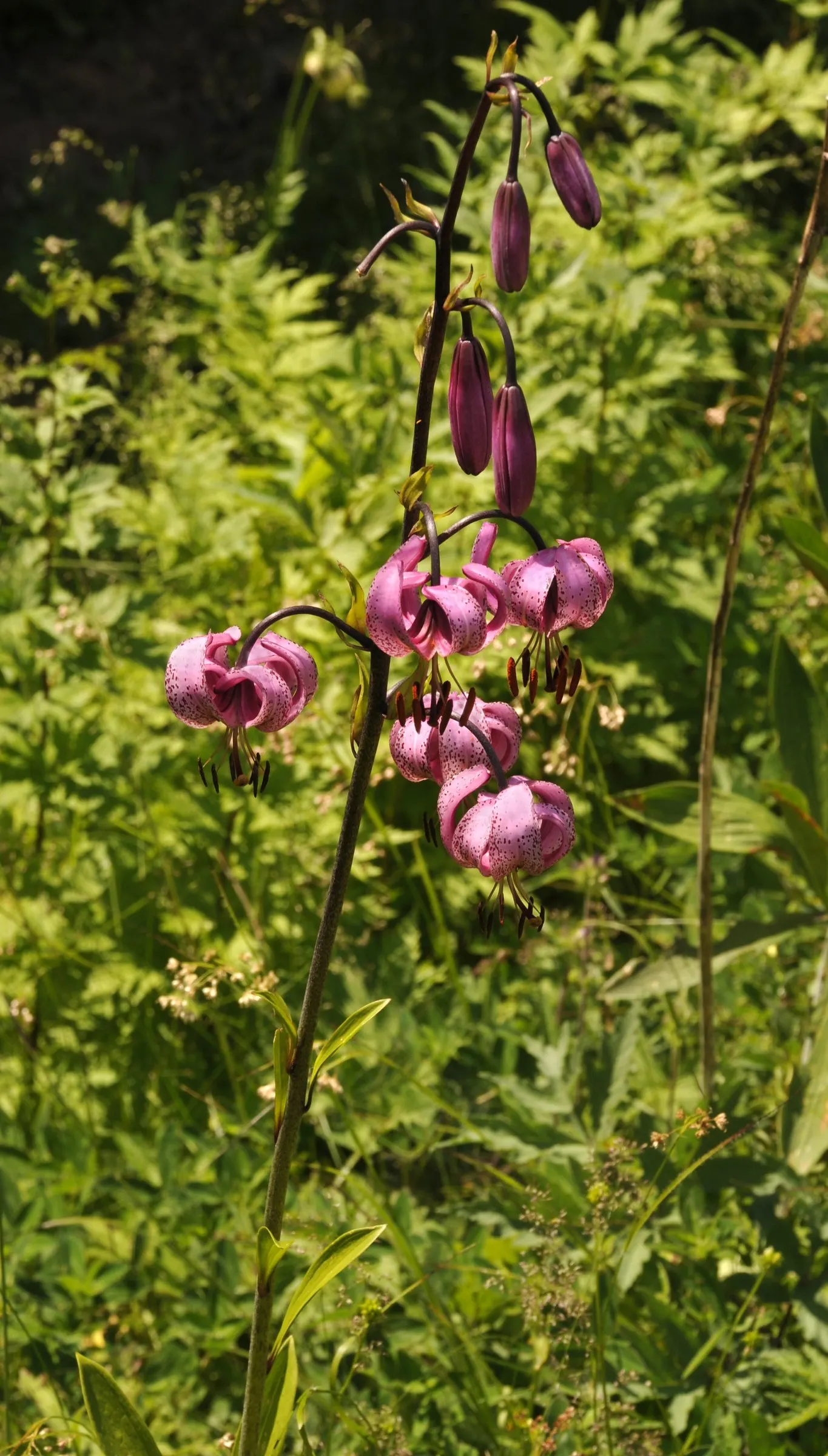 Turkcap Lily (Lilium Martagon) — with recurved petals rolled back towards the stem; the Turk's Cap Lily is well-suited to borders and woodland, image 91