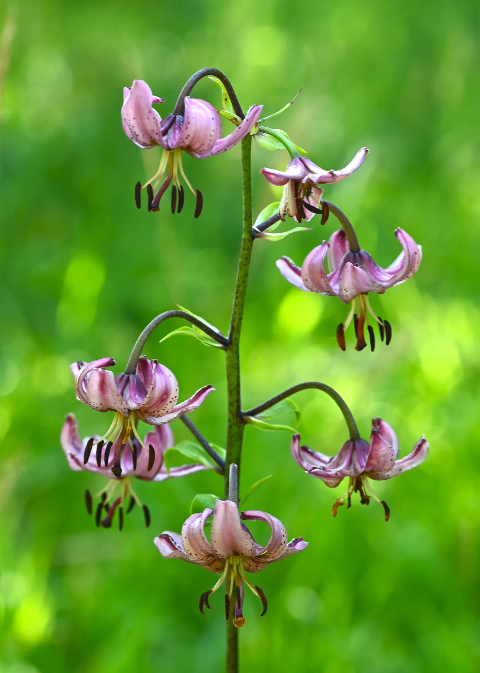 Turkcap Lily (Lilium Martagon) — The plant reaches 4 to 6 feet tall and blooms in early to mid-summer, attracting pollinators
