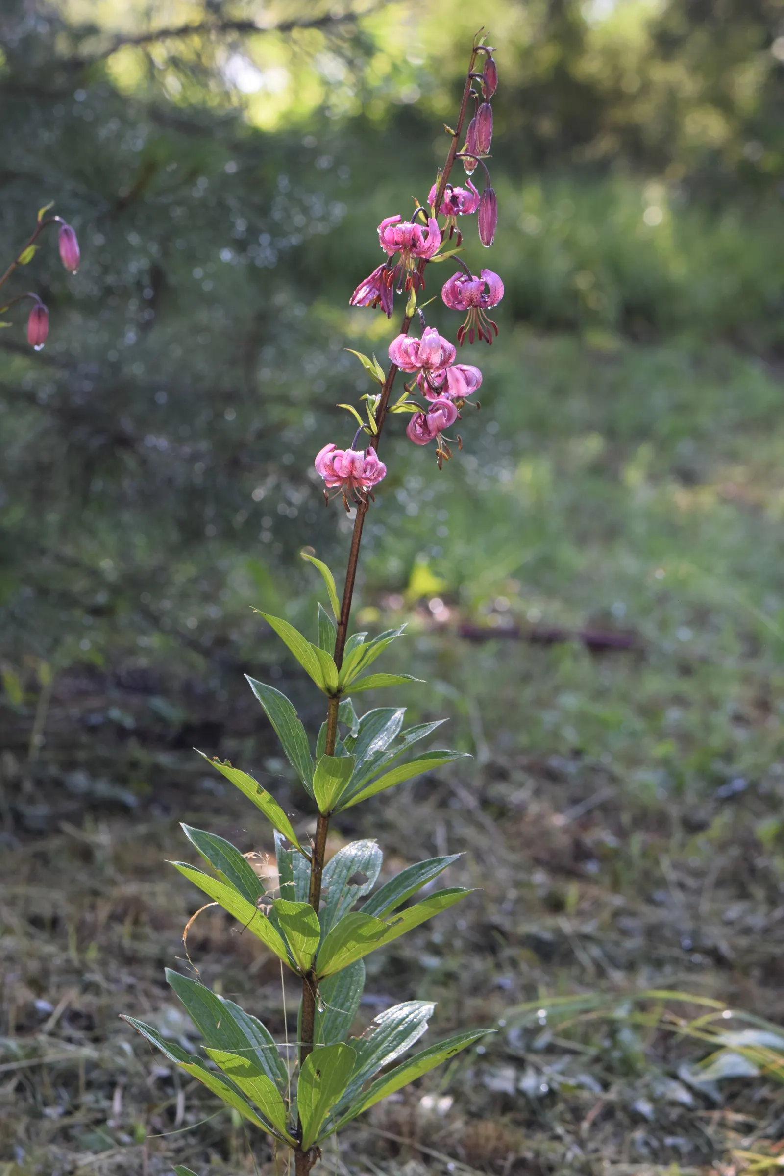 Turkcap Lily (Lilium Martagon) — The plant favors well-drained; bulb with pink and red and white blooms