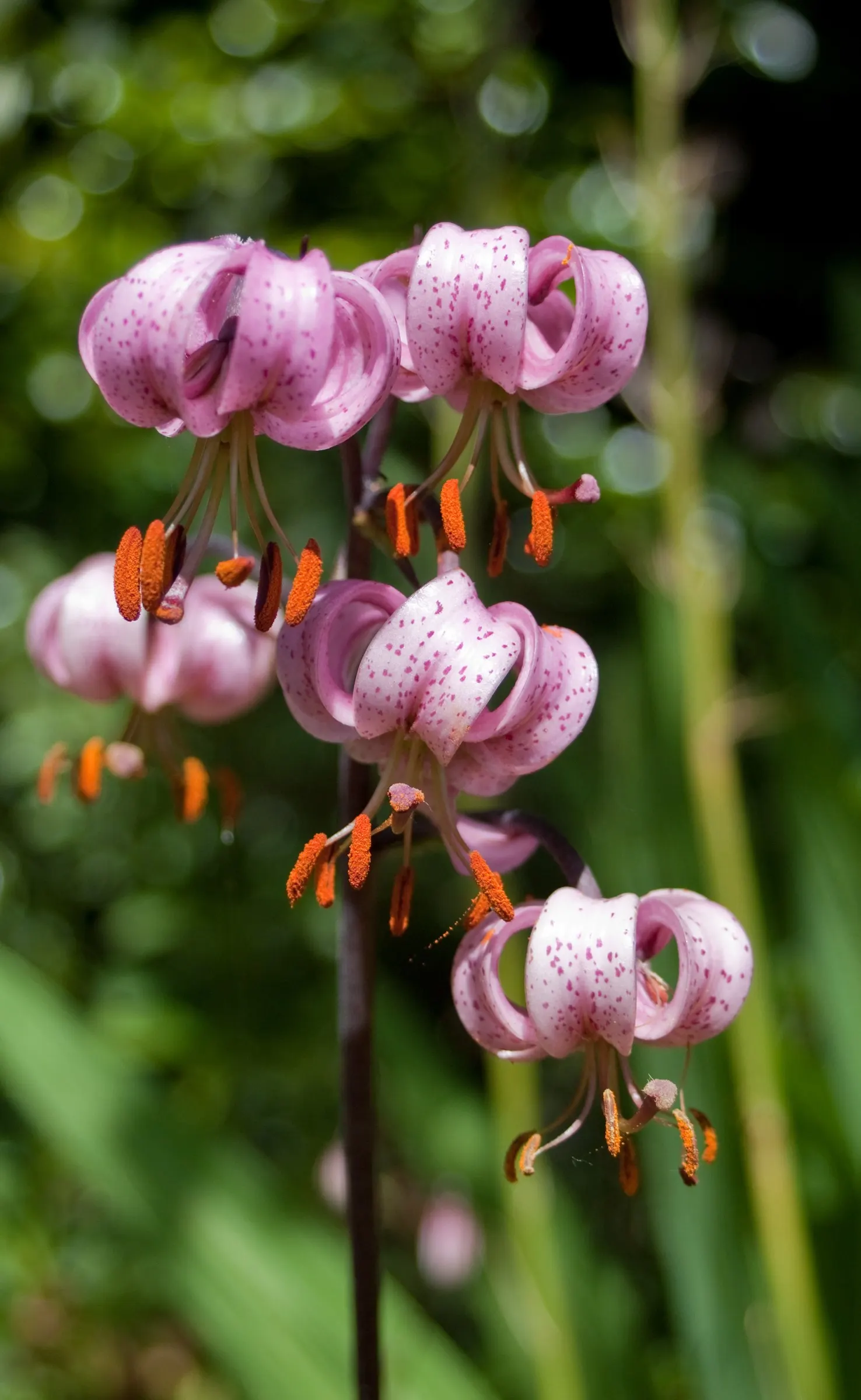 Turkcap Lily (Lilium Martagon) — The plant reaches 4 to 6 feet tall and blooms in early to mid-summer, attracting pollinators; which are attractive, image 53