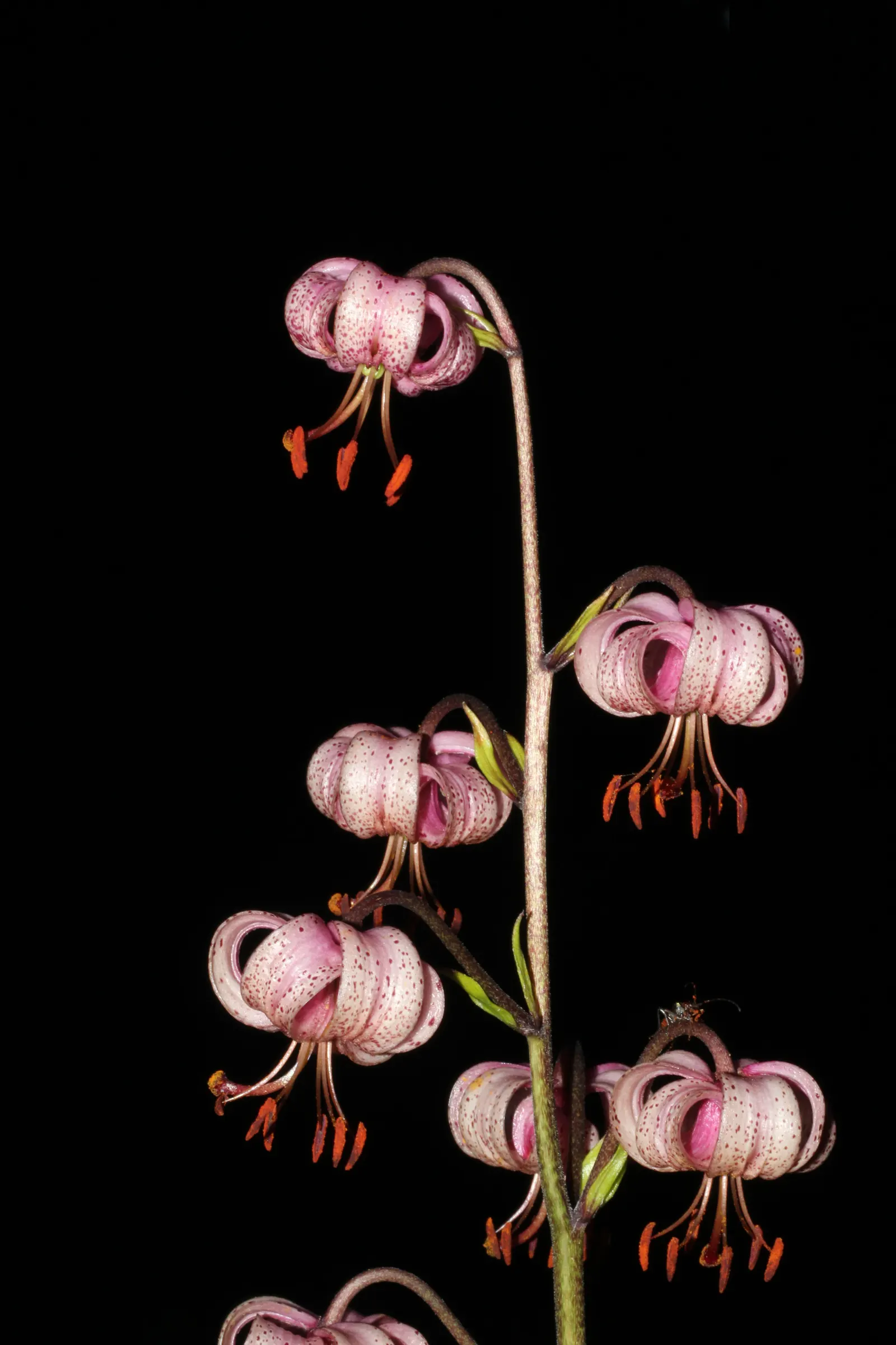 Turkcap Lily (Lilium Martagon) — as it does not tolerate transplanting well; slightly acidic to neutral soil, image 70