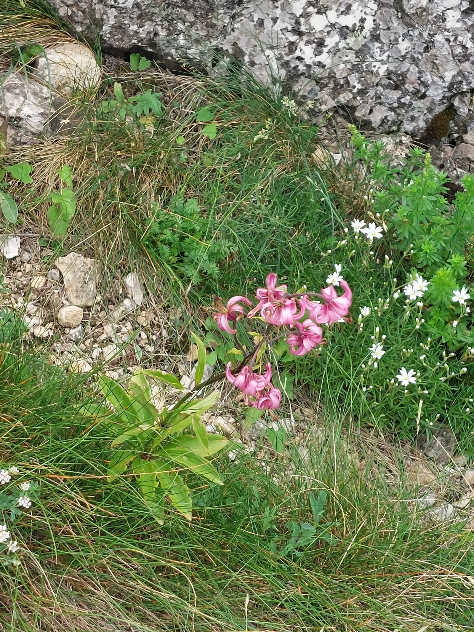 Turkcap Lily (Lilium Martagon) — Its unique, recurved petals in pink-purple hues, speckled with dark spots, resemble a Turkish cap; the plant favors, image 52