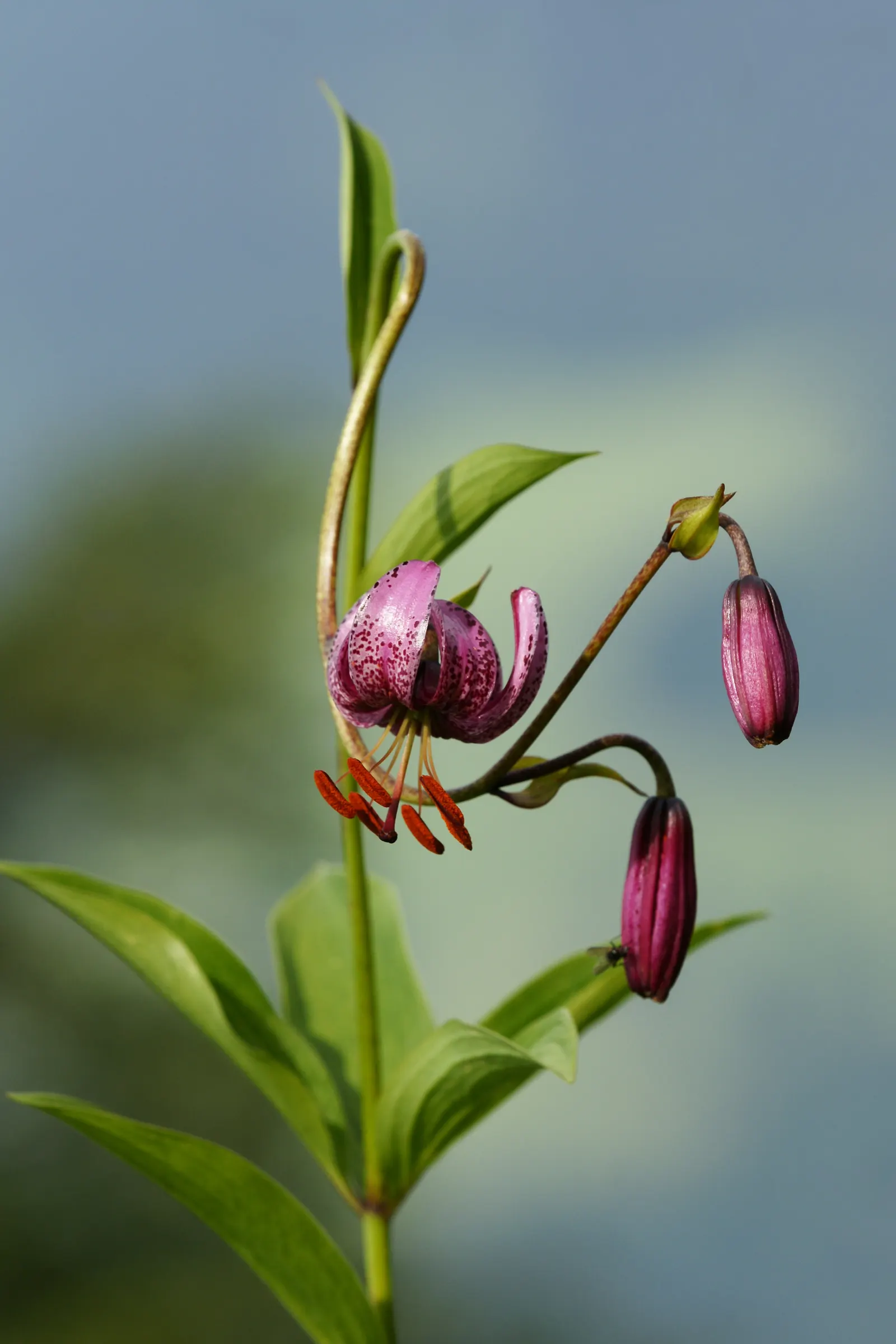 Turkcap Lily (Lilium Martagon) — Its unique, recurved petals in pink-purple hues, speckled with dark spots, resemble a Turkish cap; the plant favors