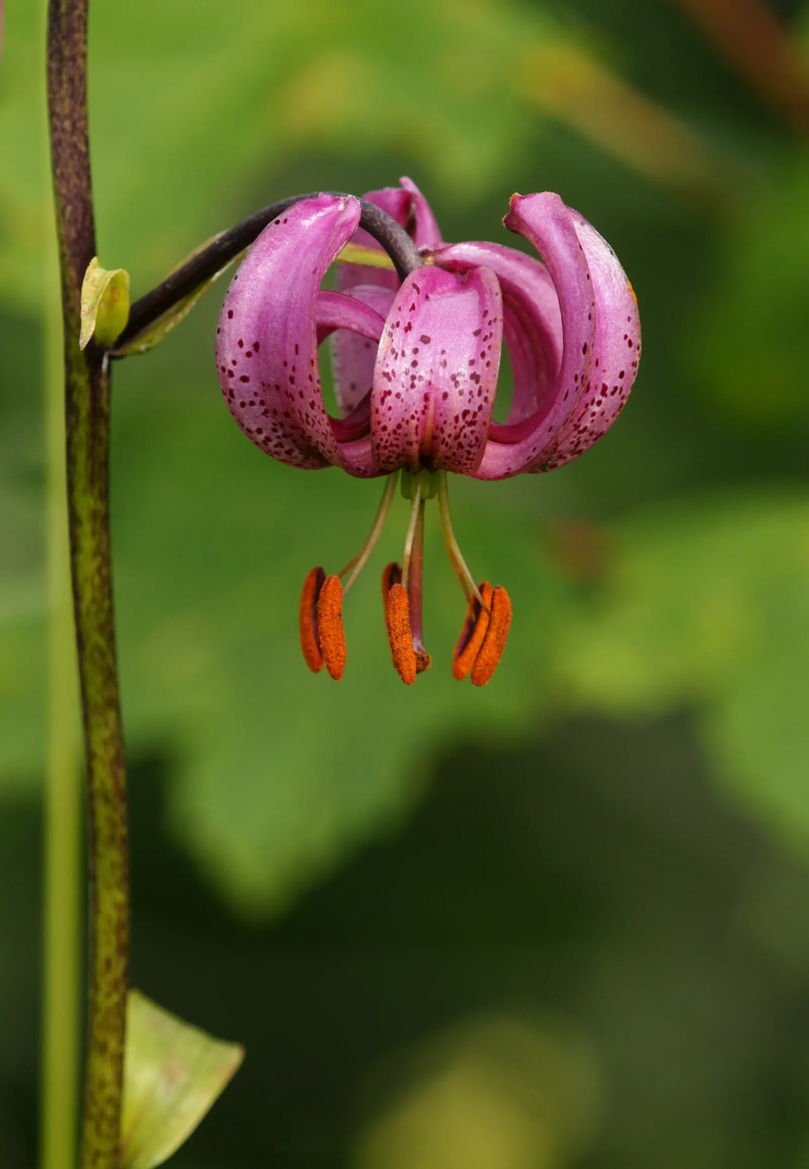 Turkcap Lily (Lilium Martagon) — revealing stamens that curve elegantly outward; with recurved petals rolled back towards the stem