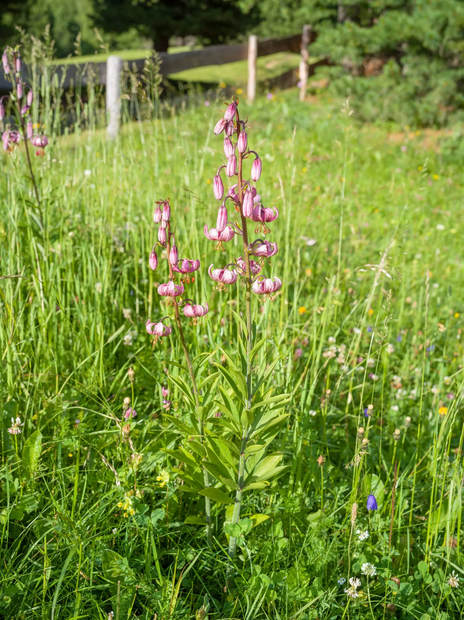 Turkcap Lily (Lilium Martagon) — A spacing of 8 to 12 inches between bulbs facilitates optimal growth; consideration should be given to its location, image 96