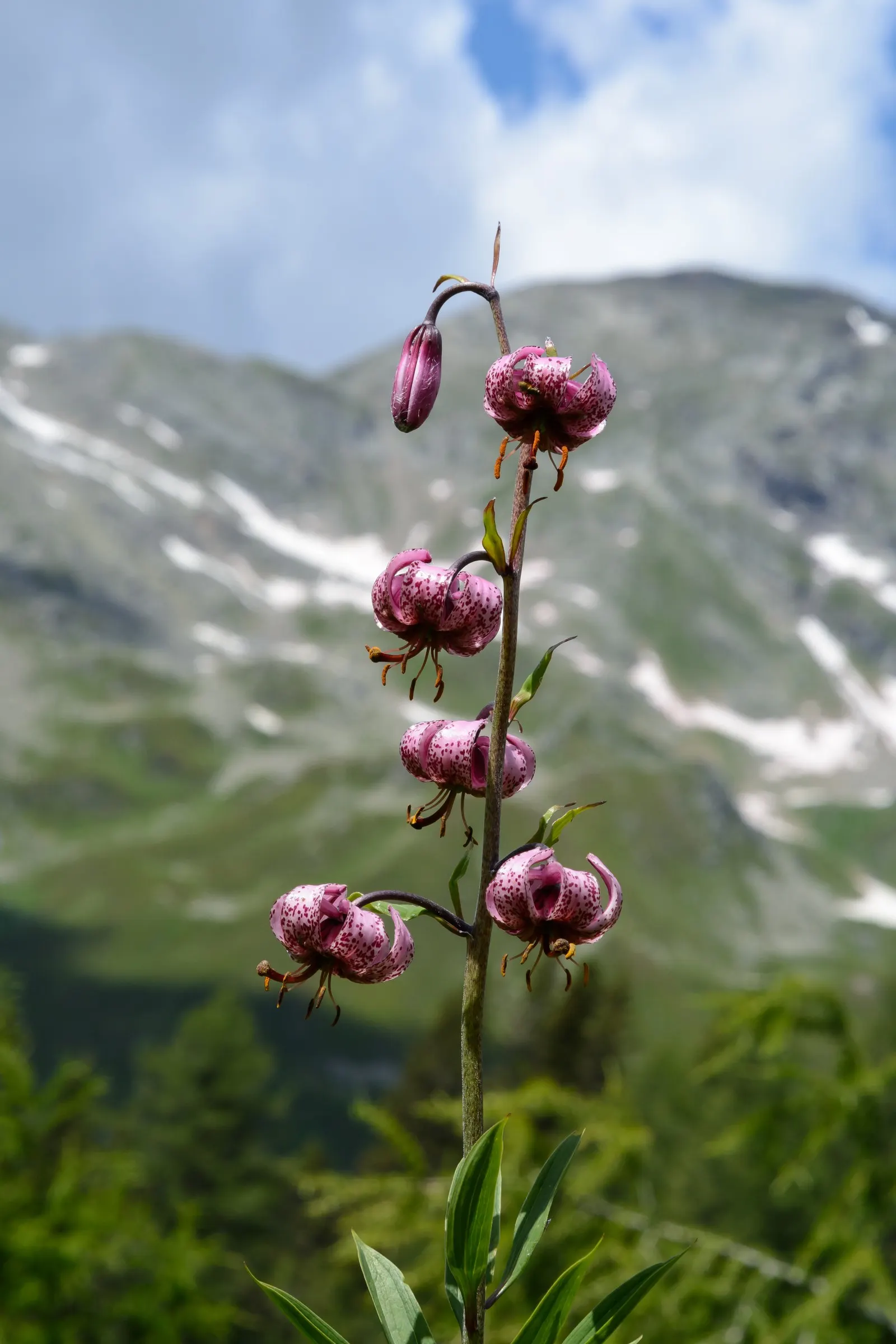 Turkcap Lily (Lilium Martagon) — blending seamlessly into a diverse plant palette; the Turk's Cap Lily, Lilium martagon, is a striking perennial that thrives