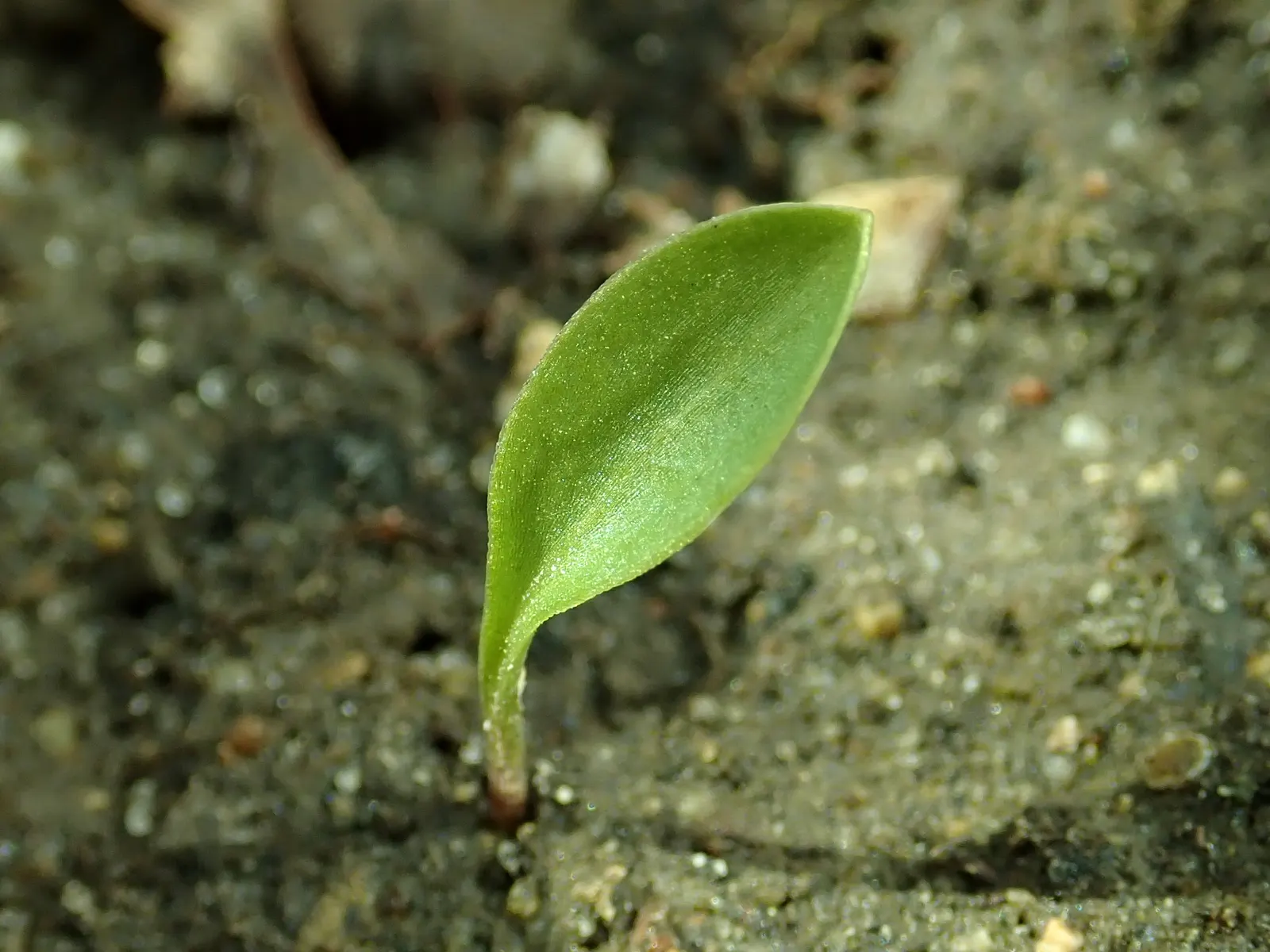 Turkcap Lily (Lilium Martagon) — Each stem can bear numerous downward-facing flowers