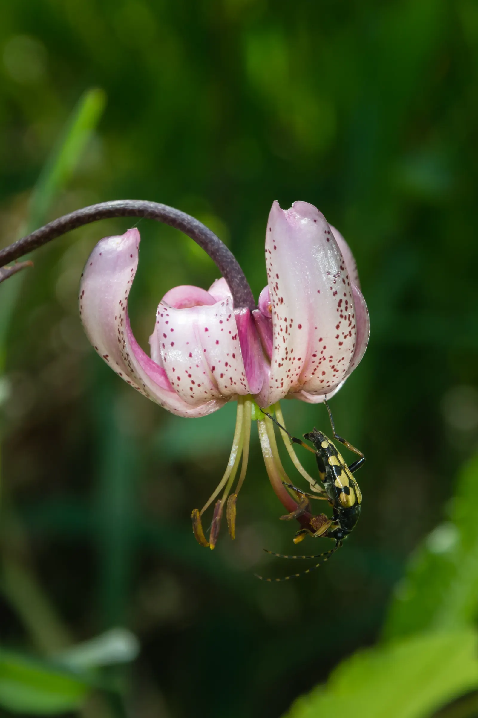Turkcap Lily (Lilium Martagon) — It thrives in USDA hardiness zones 3 through 9, preferring dappled shade or morning sun with afternoon shade; revealing