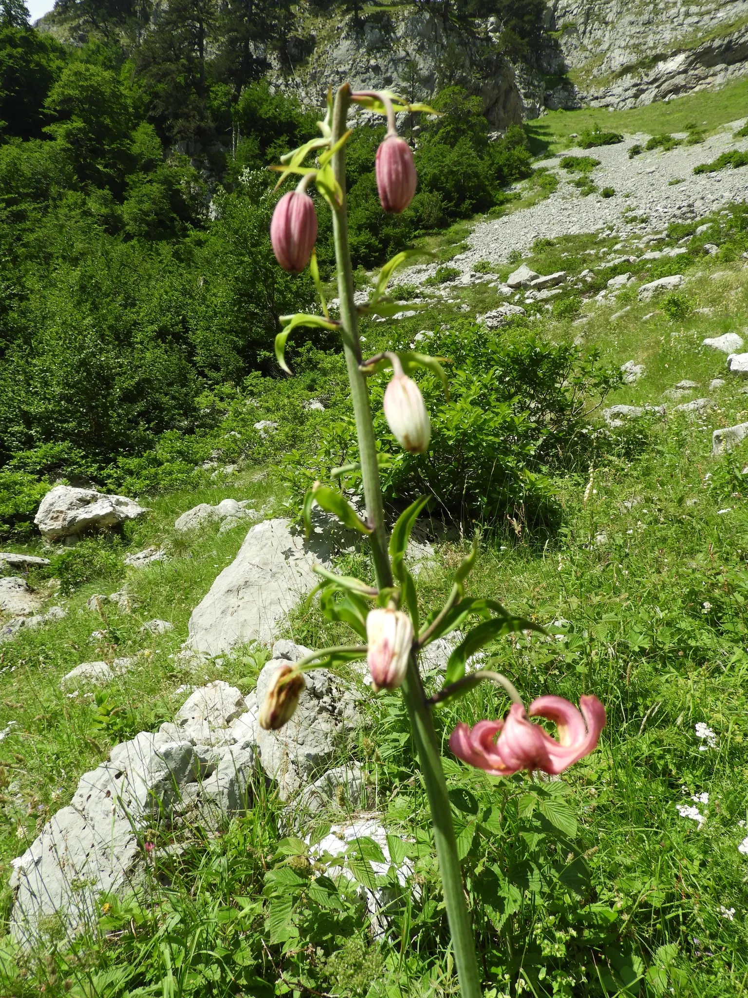 Turkcap Lily (Lilium Martagon) — bulb for full or half; blending seamlessly into a diverse plant palette, image 100