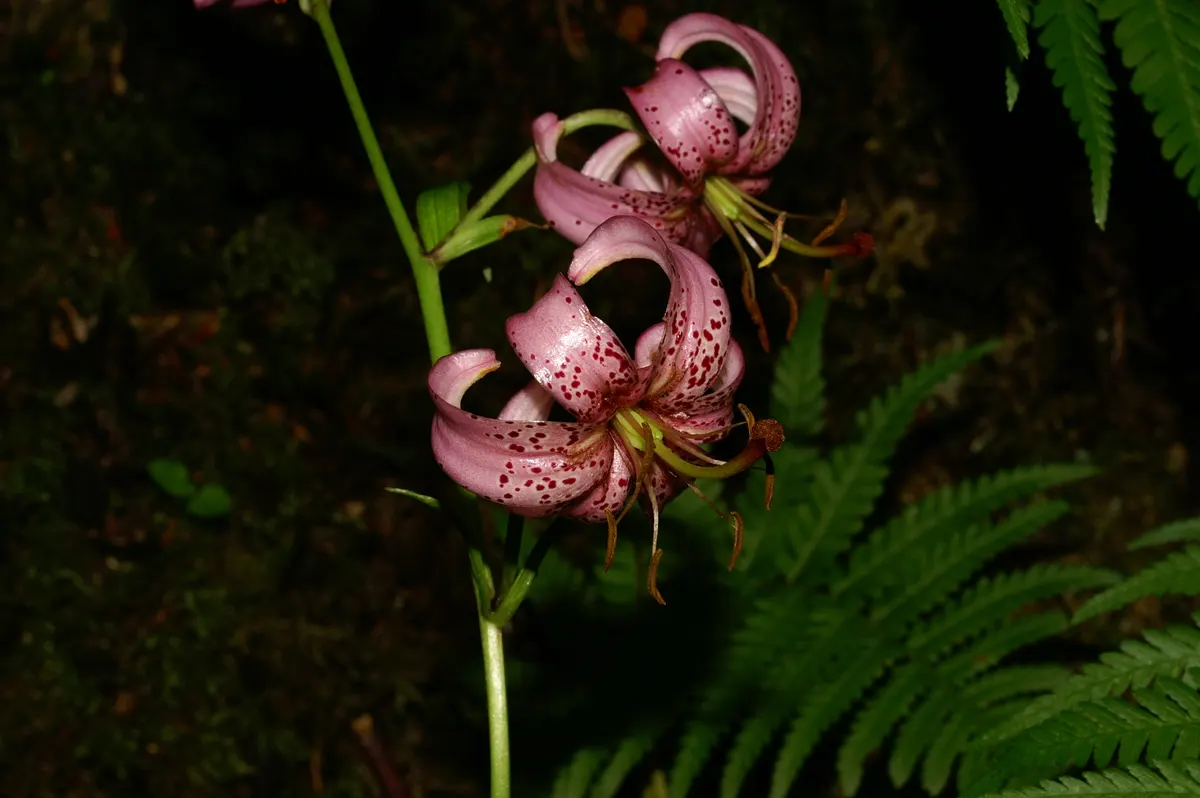 Turkcap Lily (Lilium Martagon) — Prefers well-drained soil with a pH around 6.5