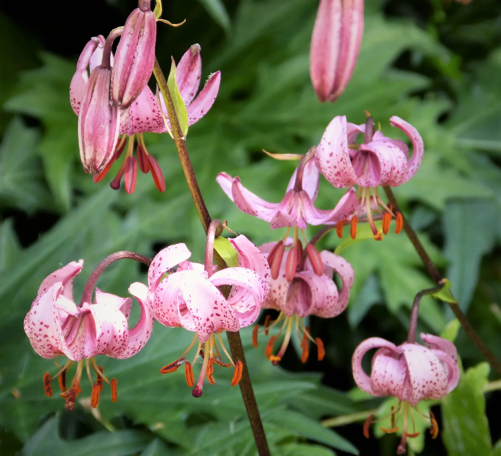 Turkcap Lily (Lilium Martagon) — or yellow - appear from early to mid-summer; as it does not tolerate transplanting well, image 89